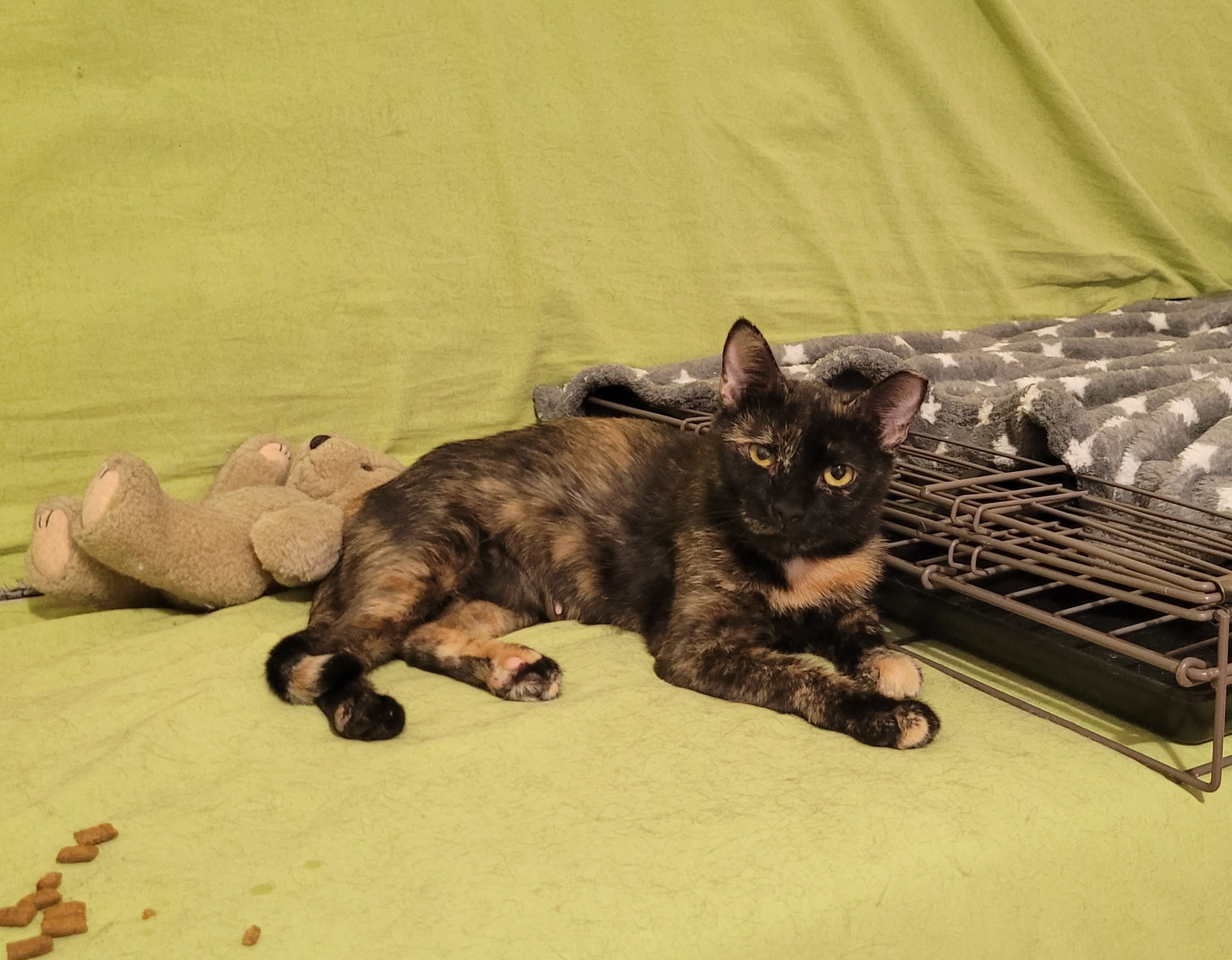 Pisica cuminte de adoptat