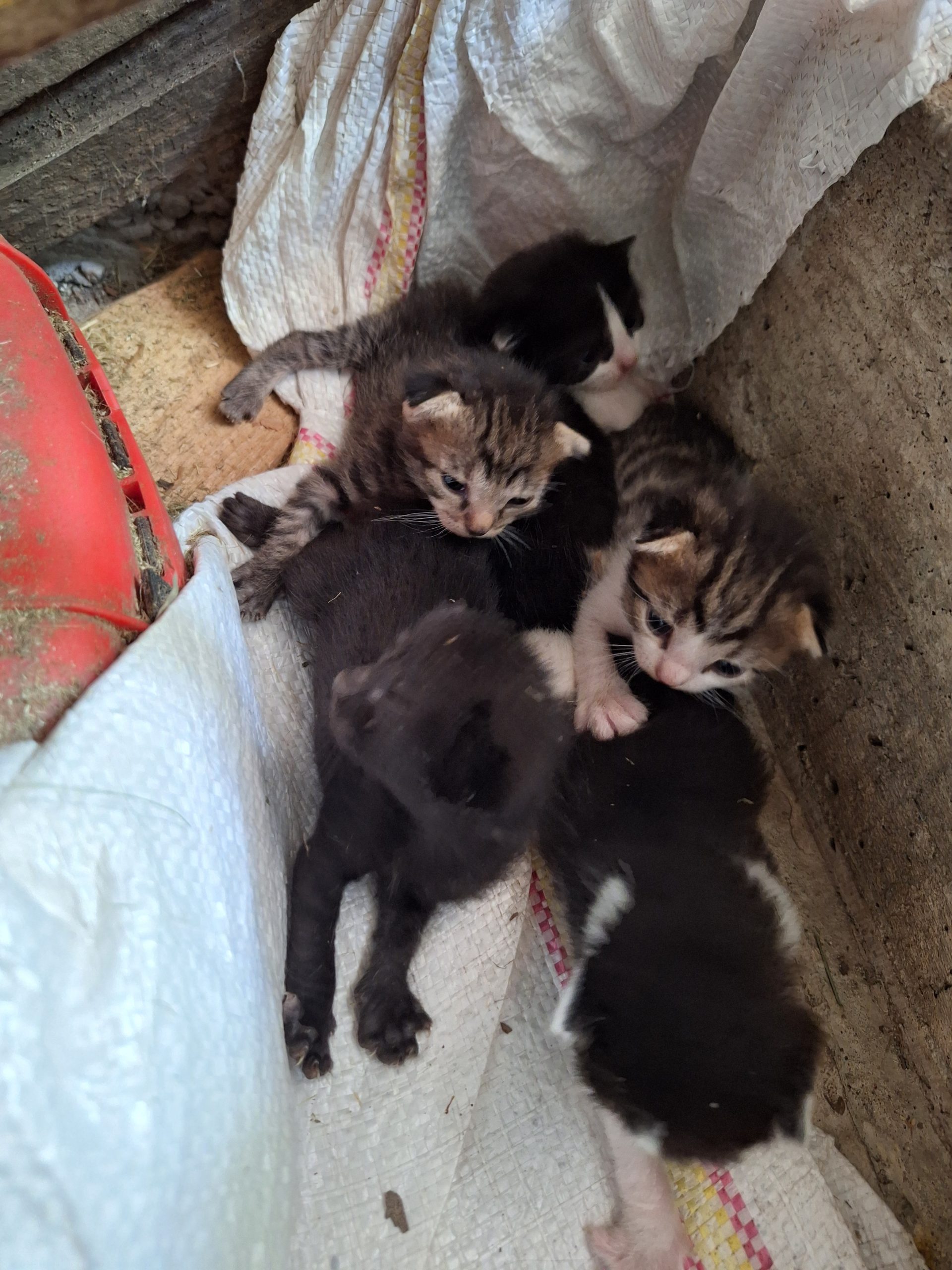 Pisoi isi cauta stapani iubitori
