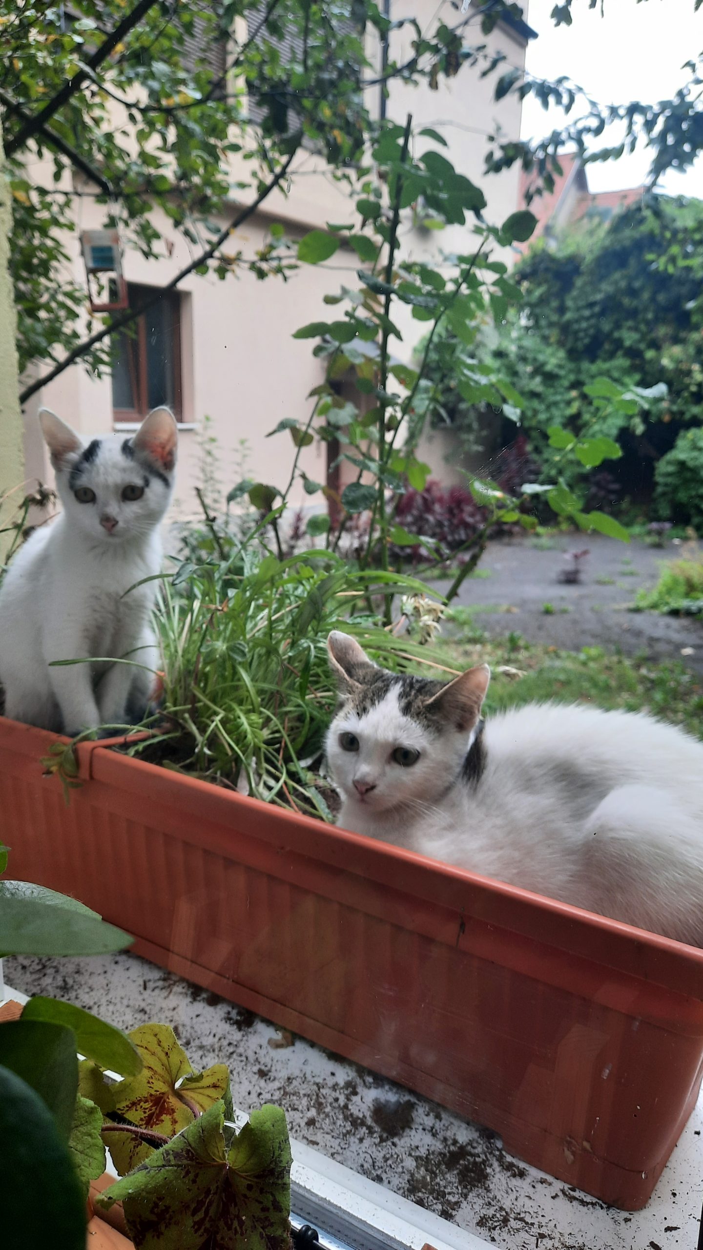 Jardiniera cu …pisici