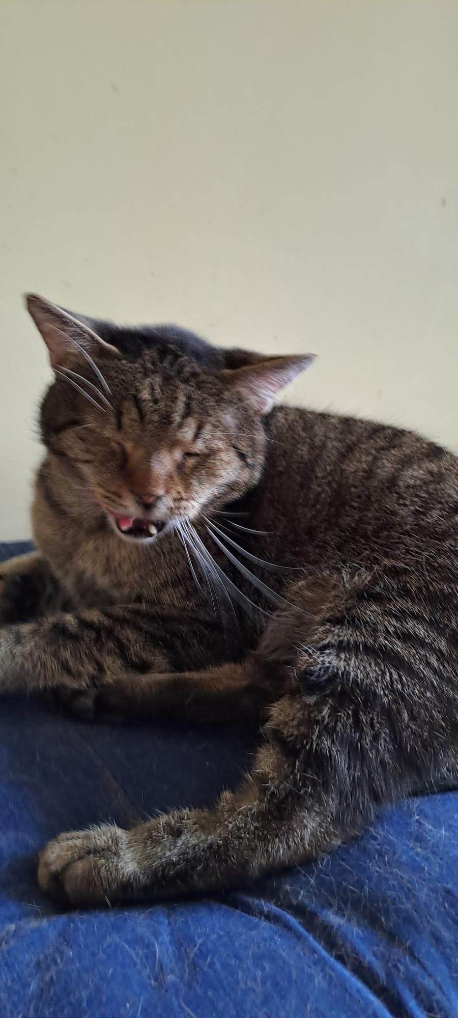 Cleo