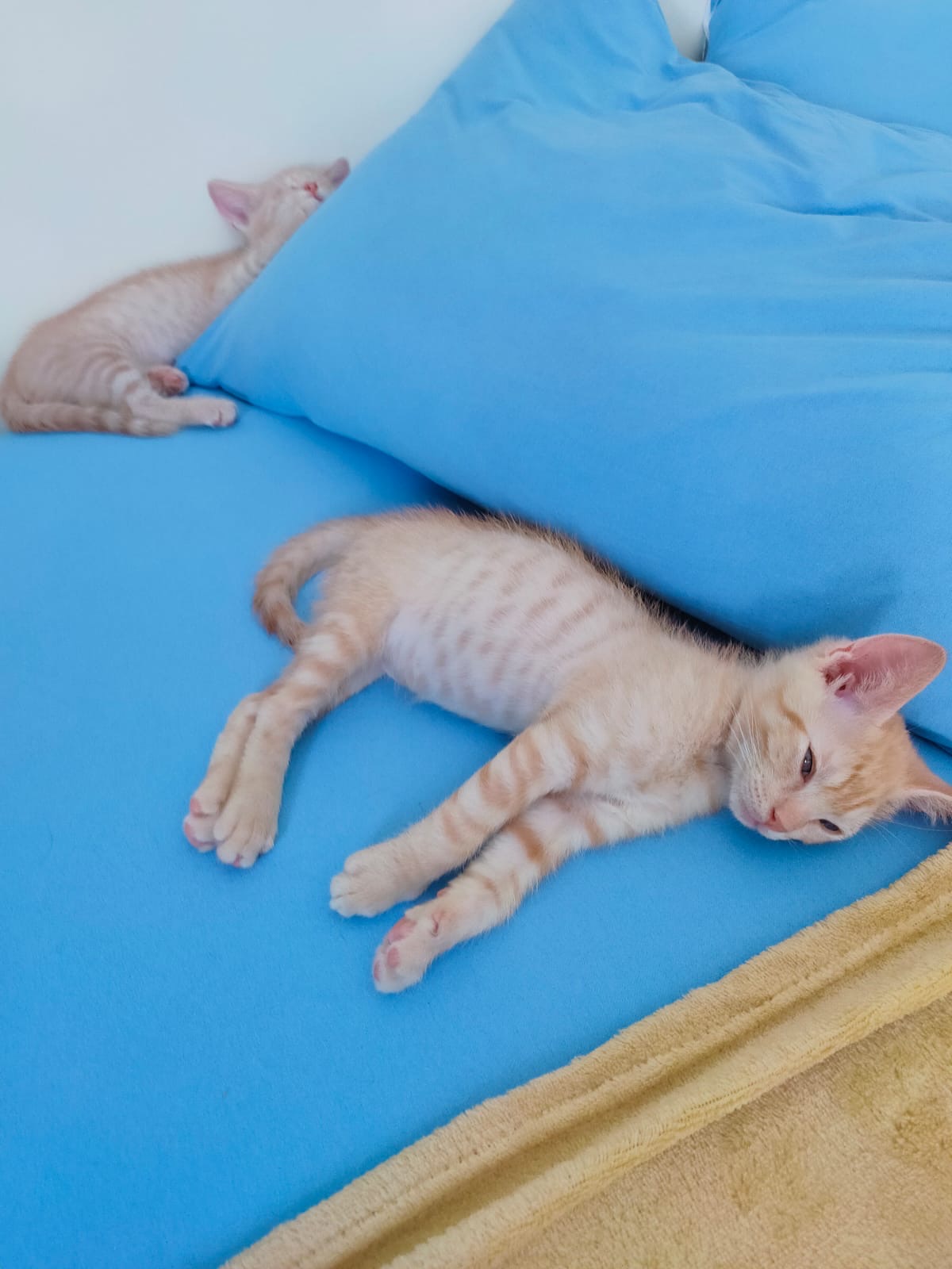 Dam spre adoptie 2 motanei de 2 luni si 3 saptamani