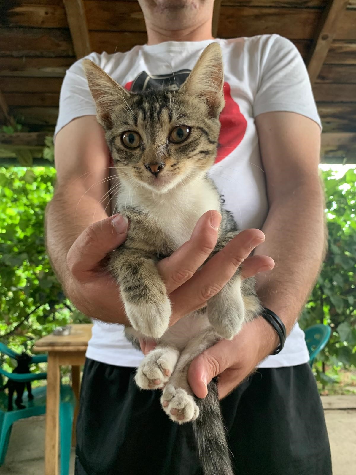Pisicuta aprox 3 luni