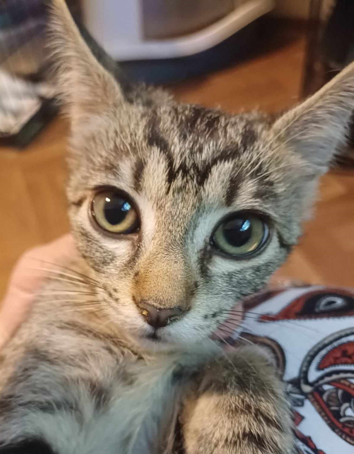 Kimi