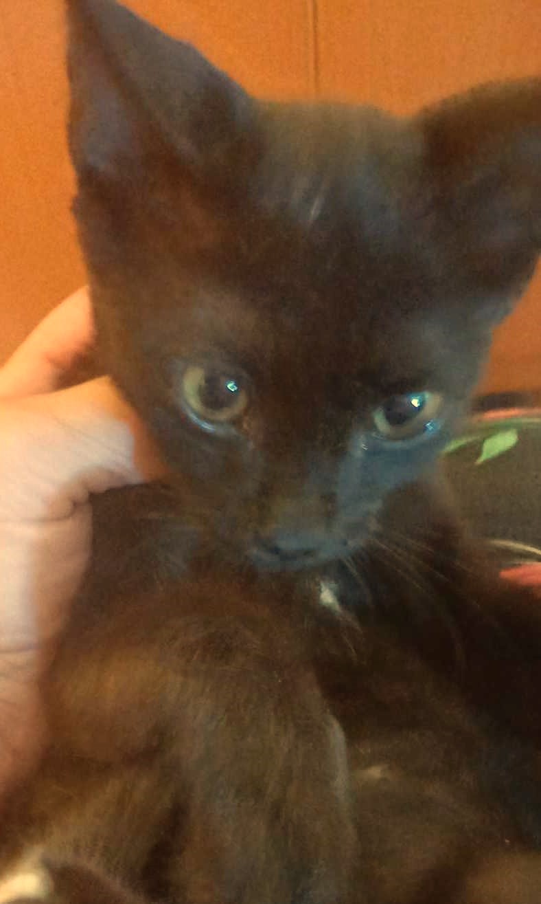 Willow