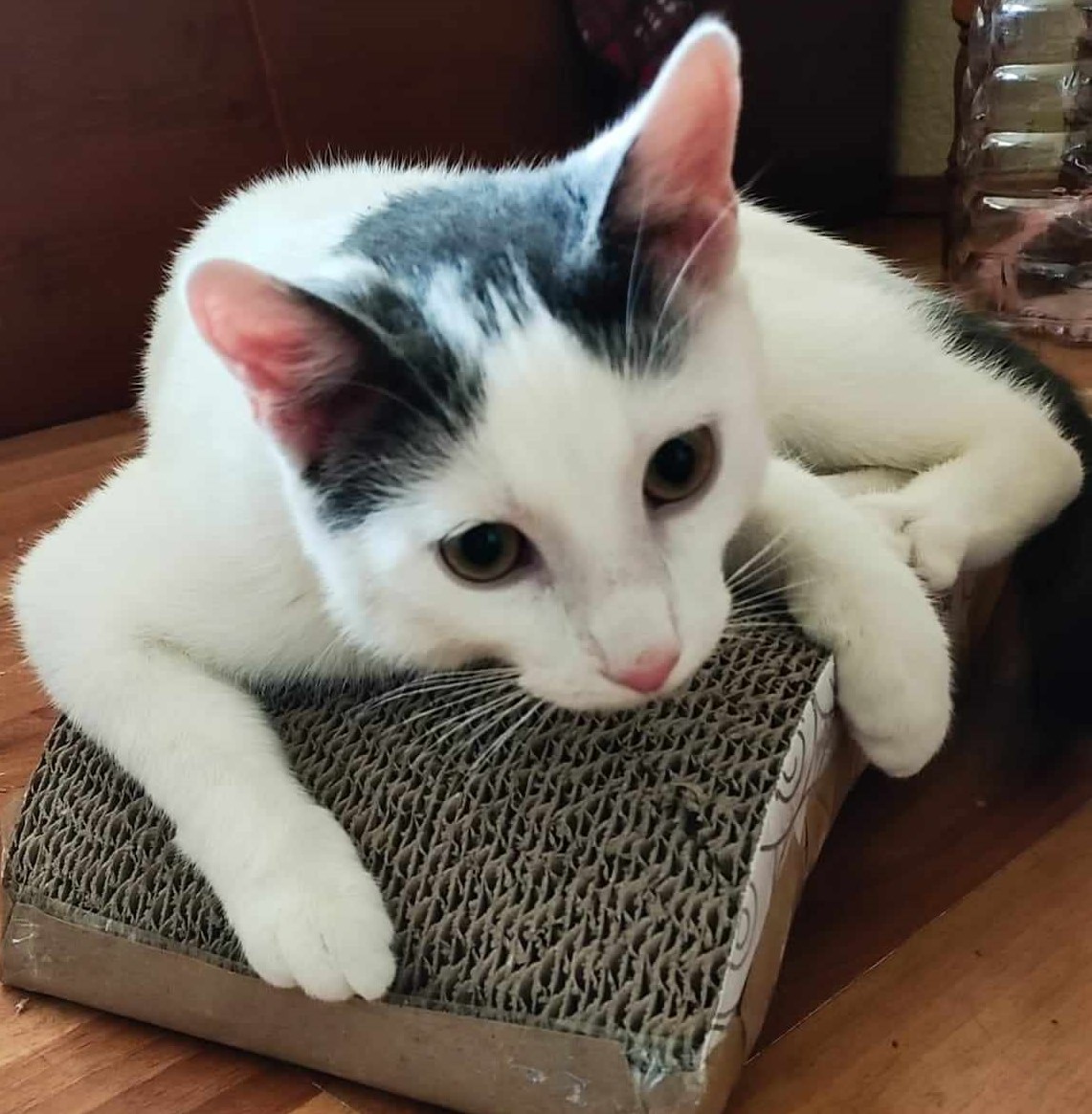 Tofu