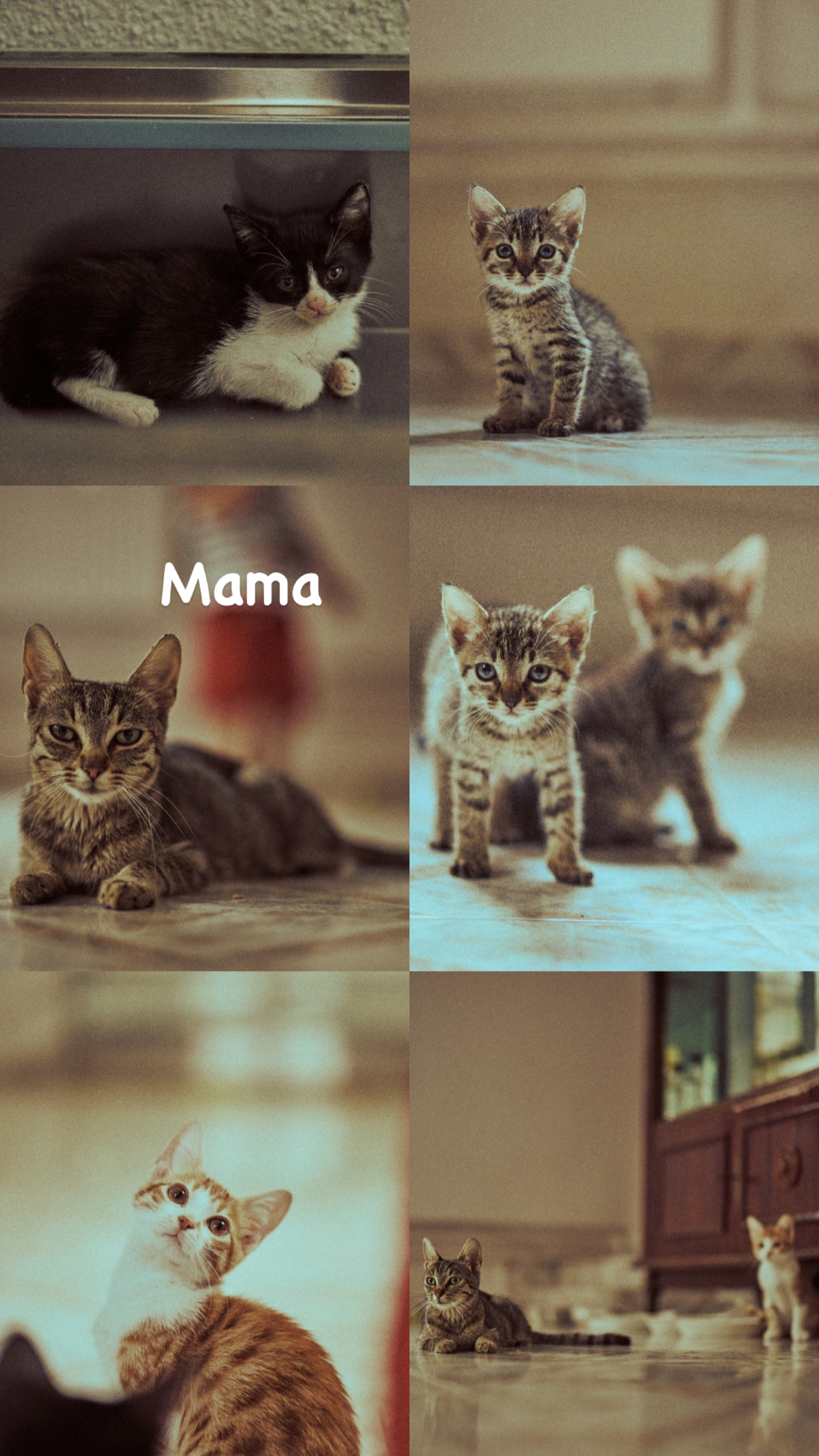 Pisoiași adăpostiți temporar intr-o camera,au nevoie de familii.
