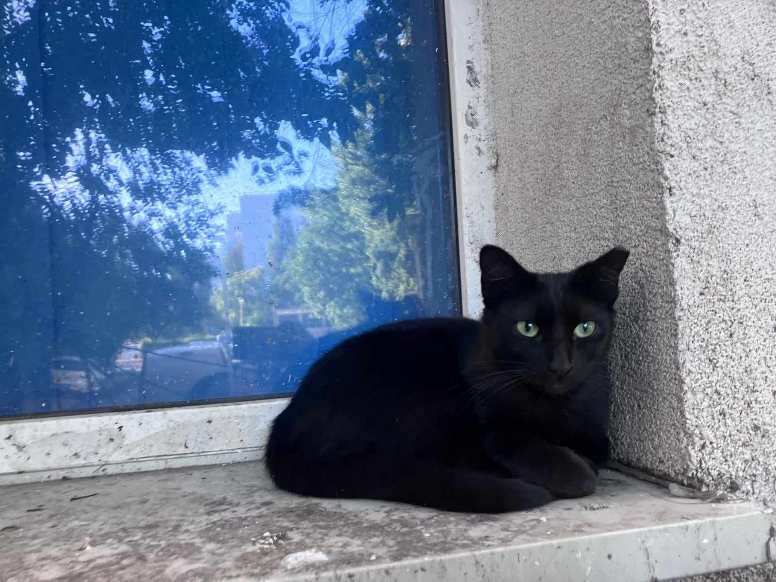 Carluta, blanita si inima din catifea