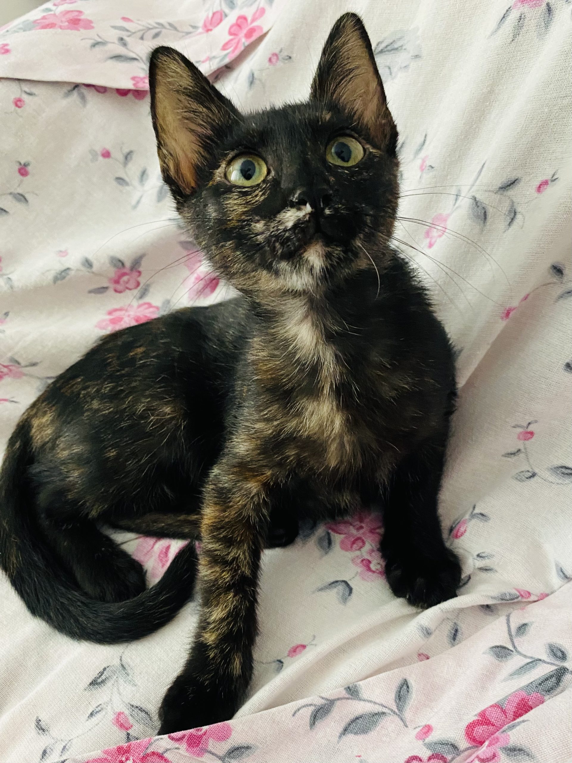 LeeLoo – fetiță 3 luni