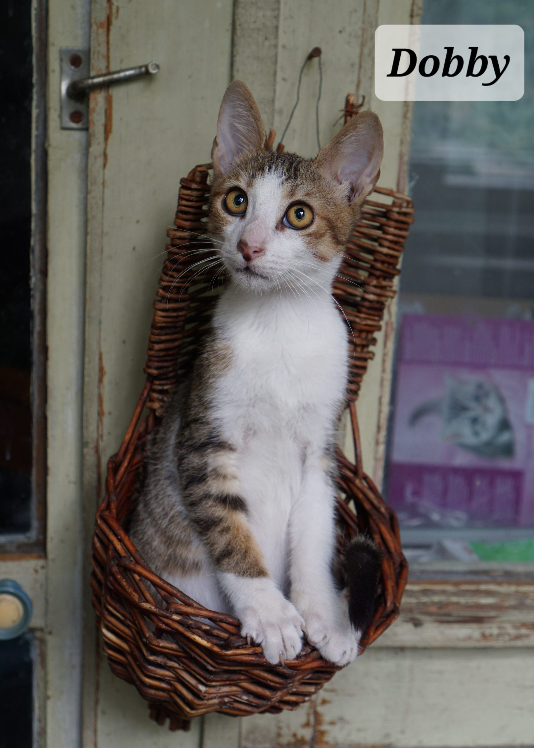 Trei puiuți salvați așteaptă să fie adoptați