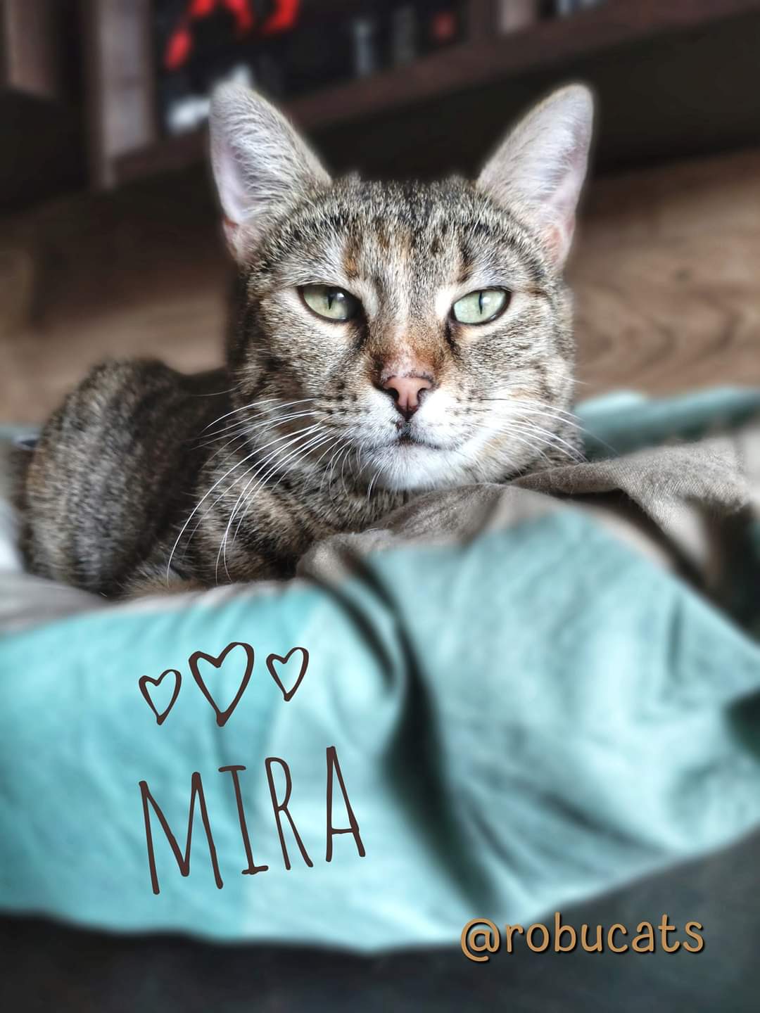 Două pisicuțe adorabile mamă și fiică
