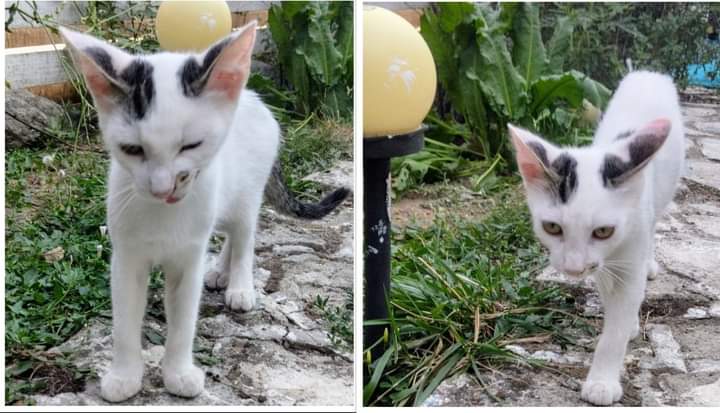 Nevoie urgentă de adoptator, pentru un torcător
