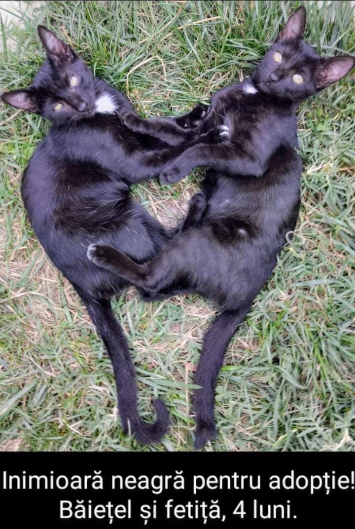 O inimioară neagră magică
