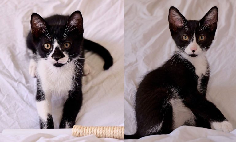OREO, MINI și mami ELLA au nevoie de adopție!