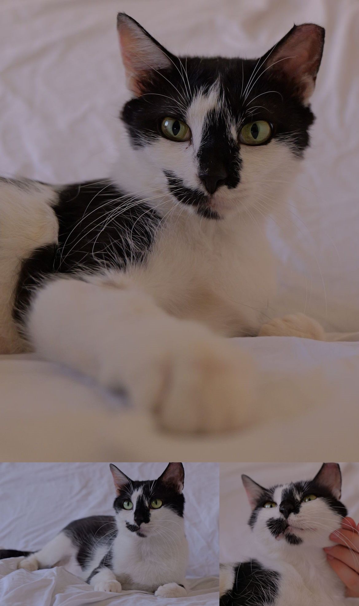 OREO, MINI și mami ELLA au nevoie de adopție!