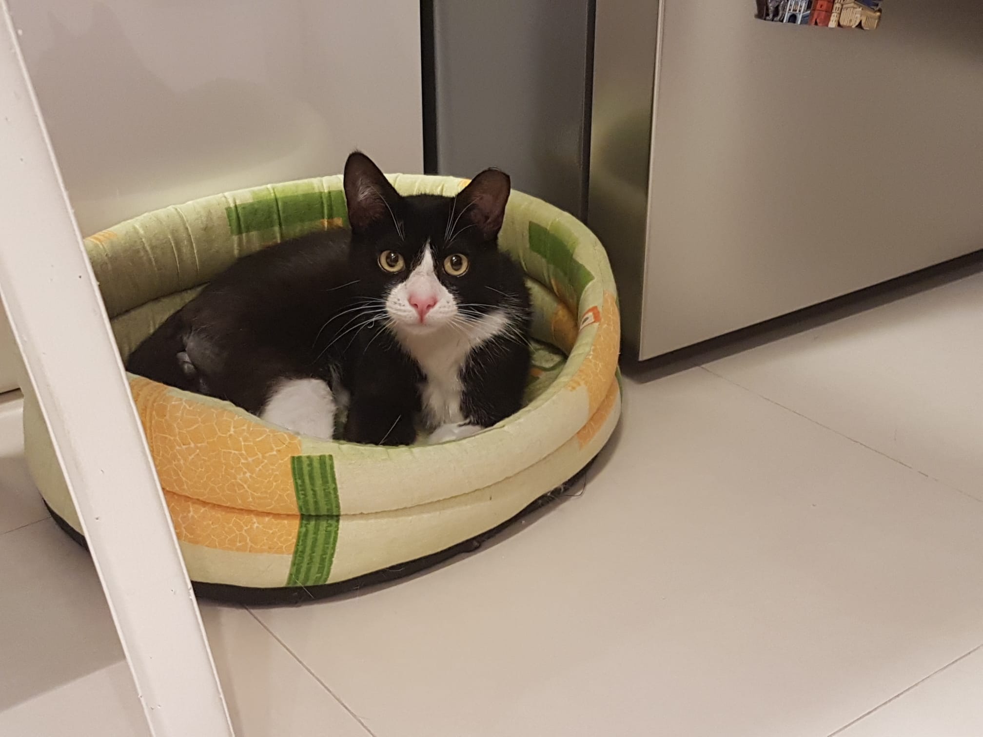 Felix