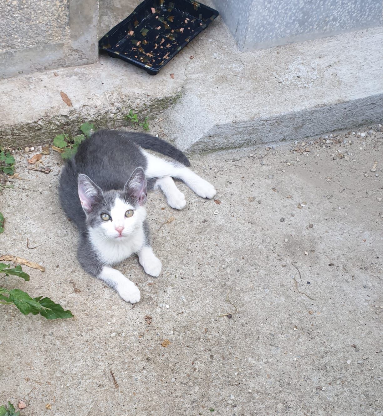 Fetiță frumoasă și dulce
