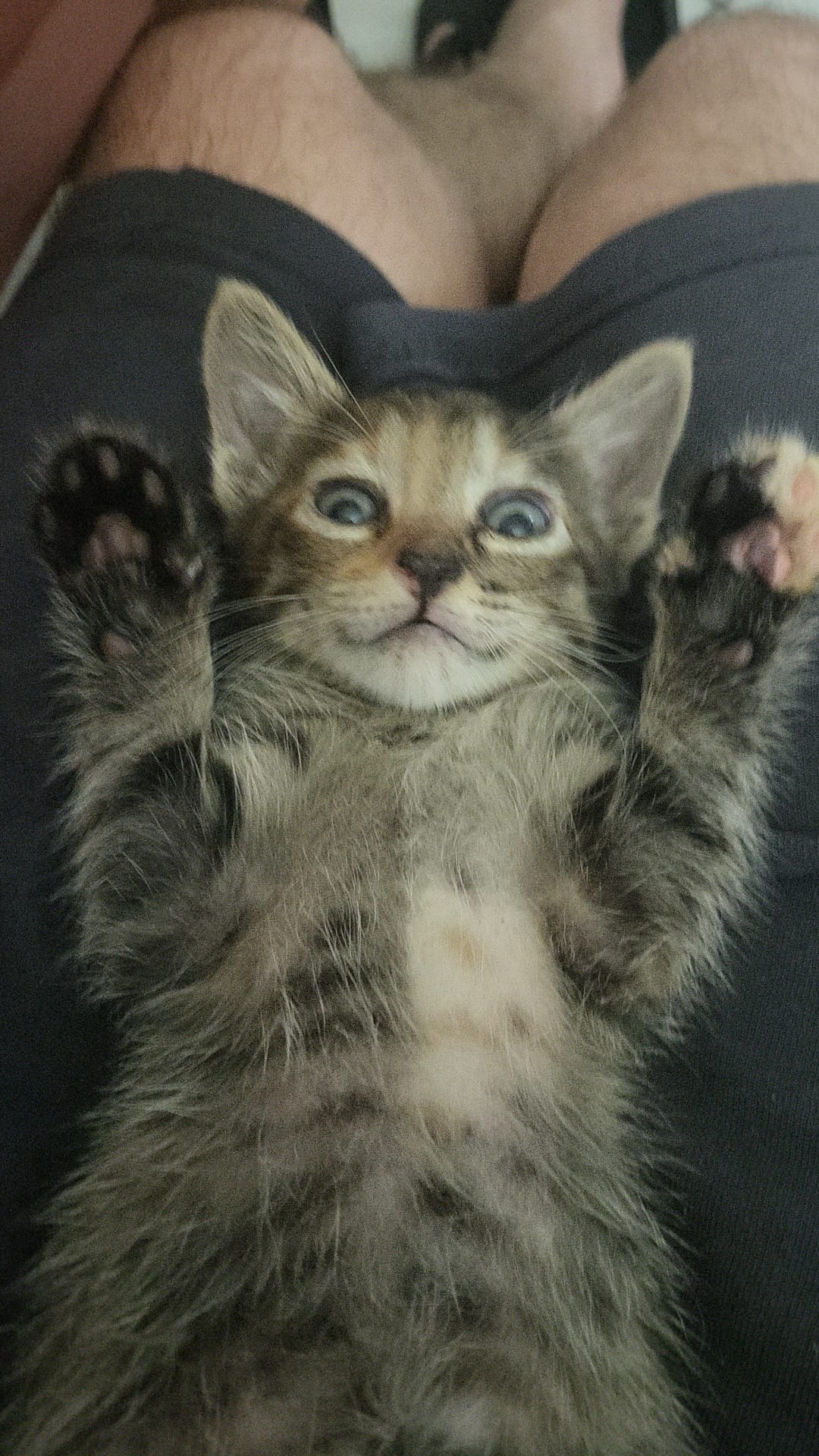 Dau spre adopție