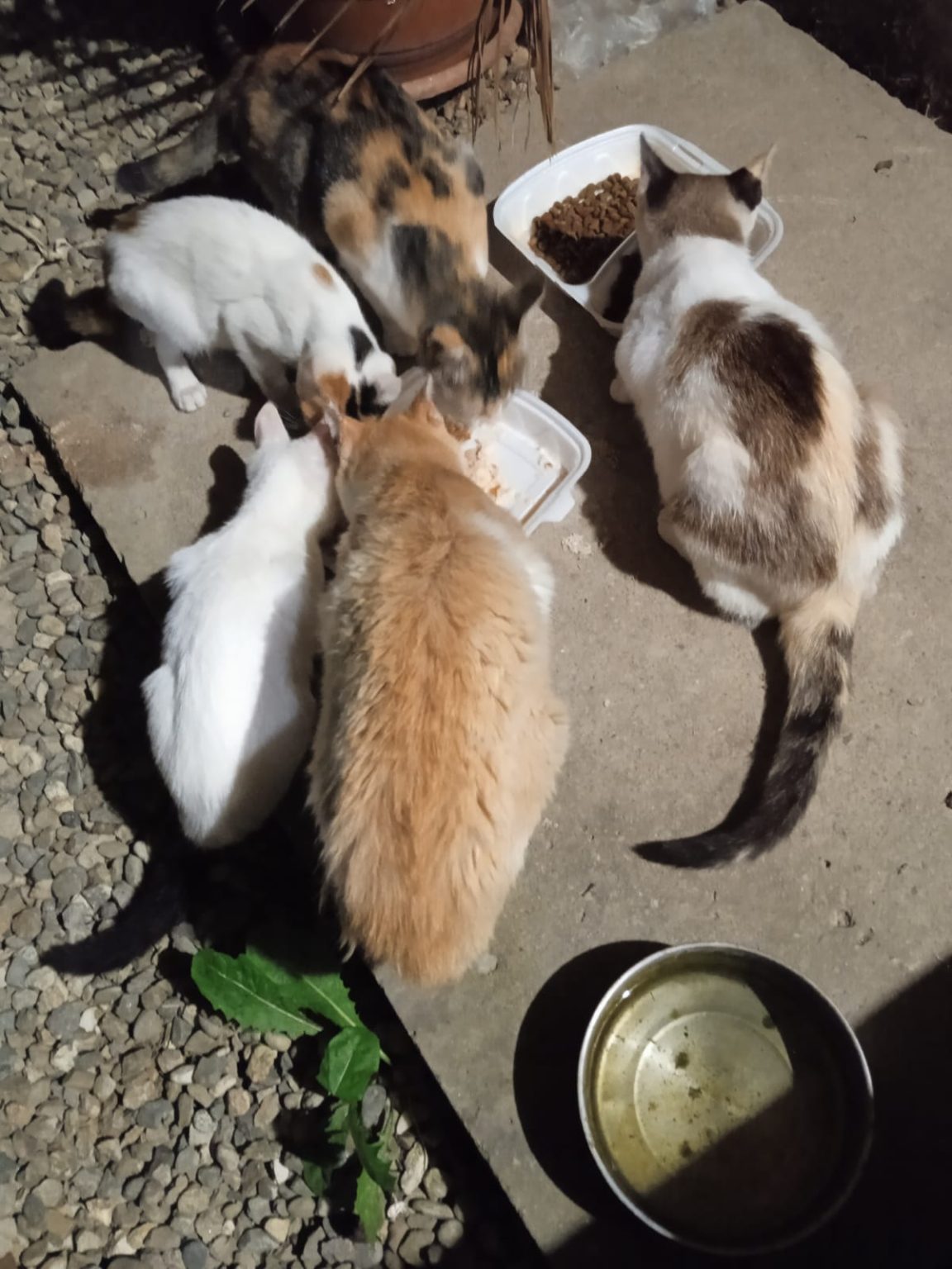 Adopție pisici