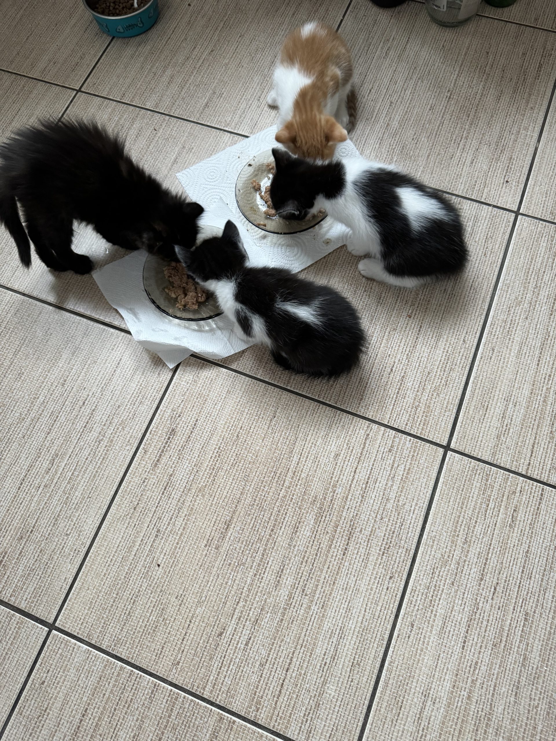 Donam doi pisoiasi de 6 saptamami, ințarcati !