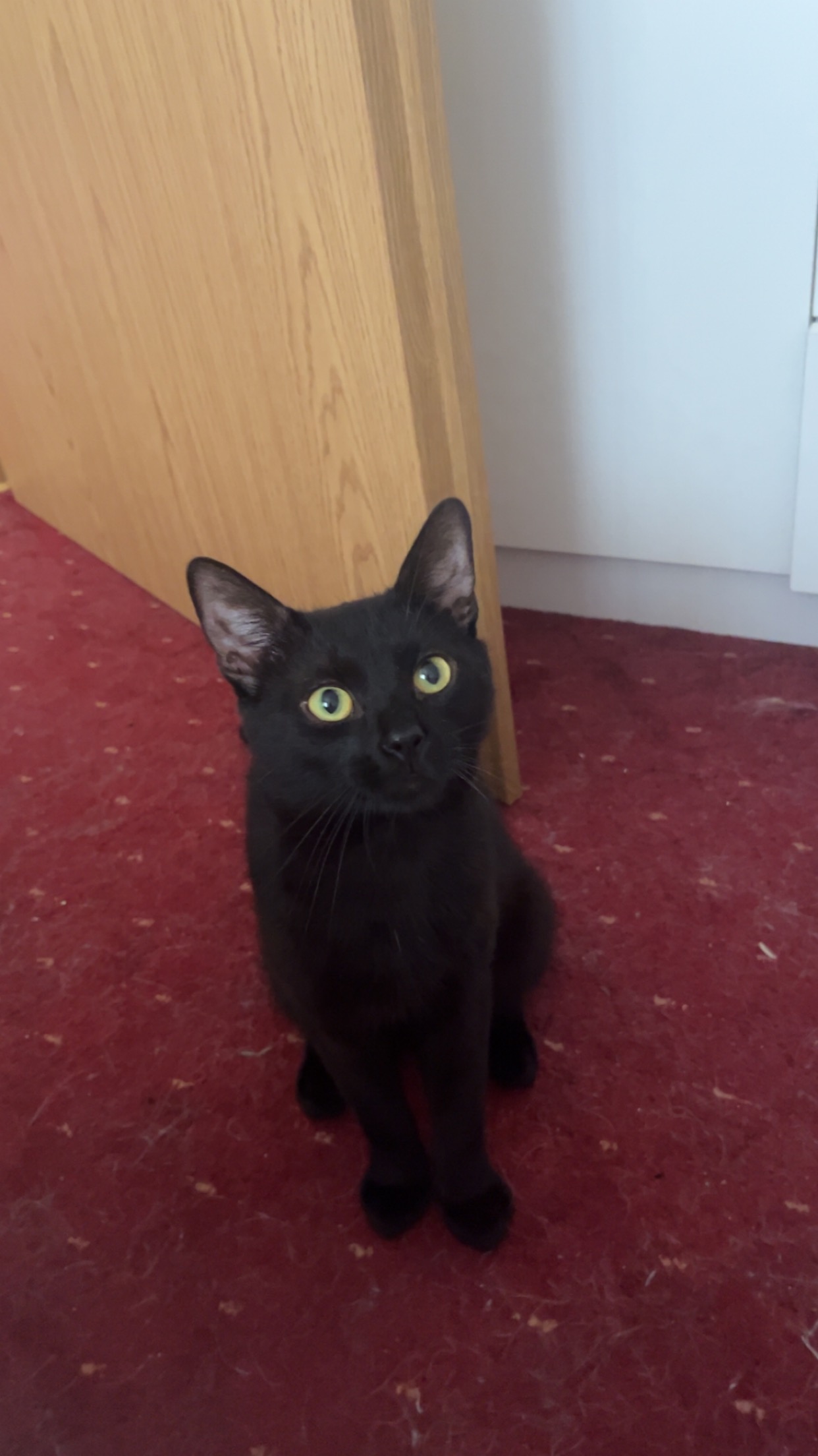 Dau spre adopție un motan