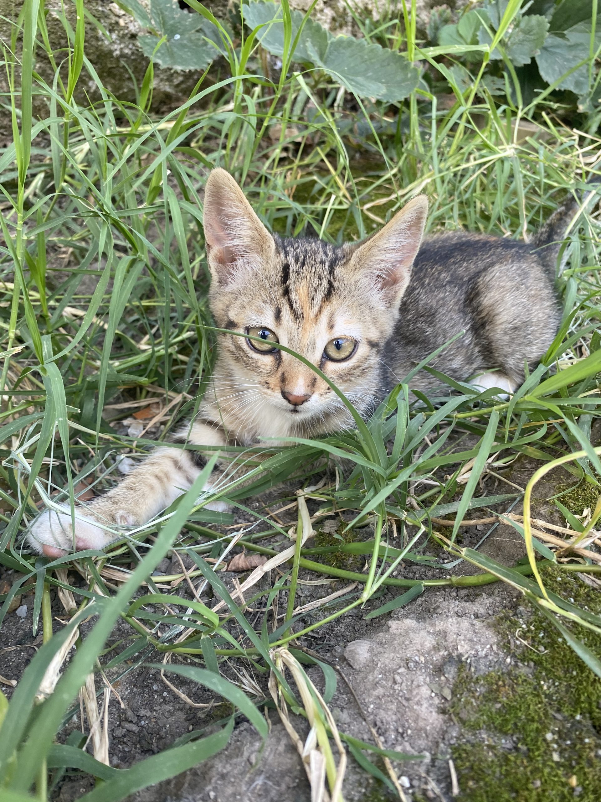 Adopție pisicuțe