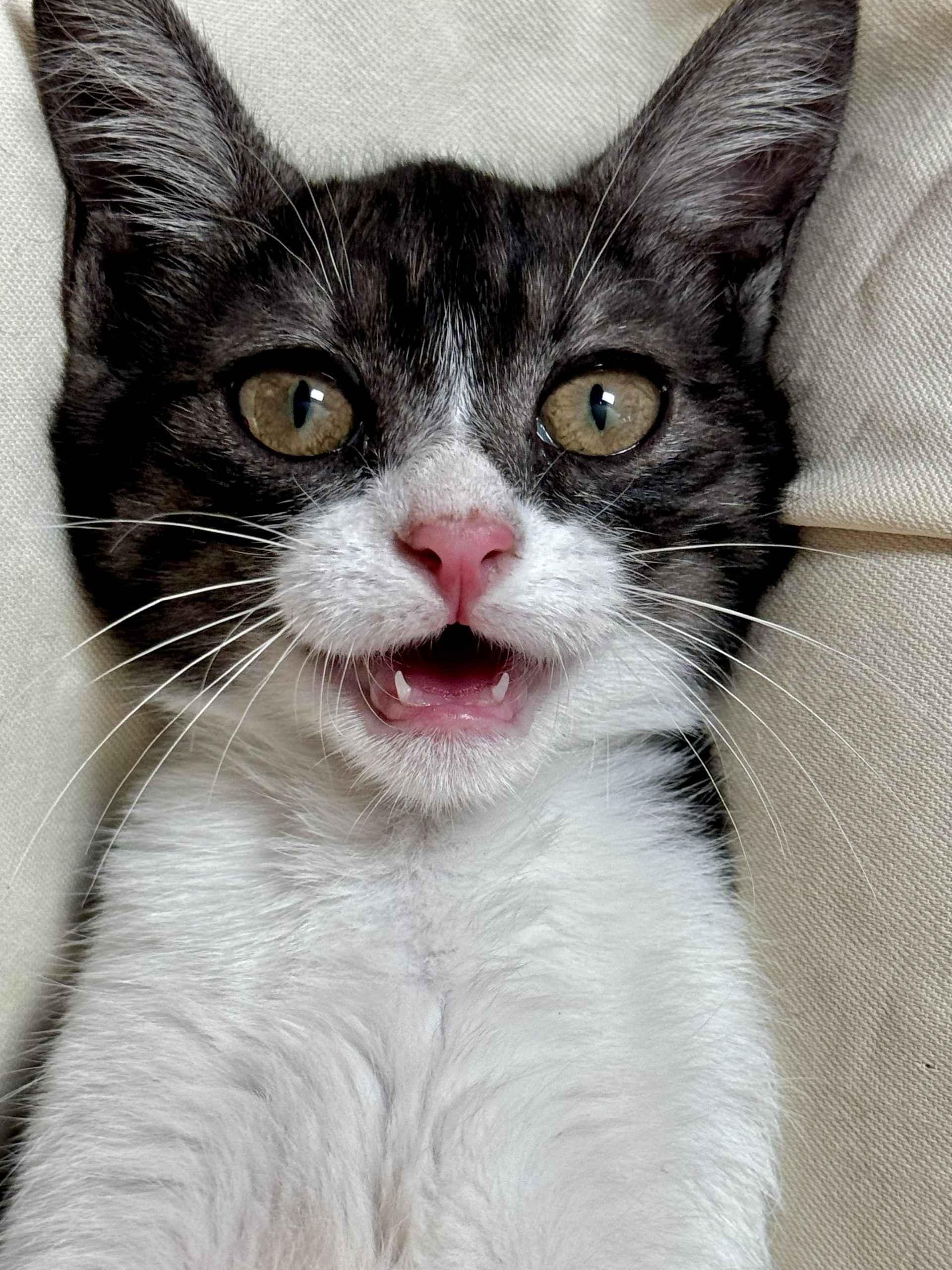 Suki, o fetiță extraordinară