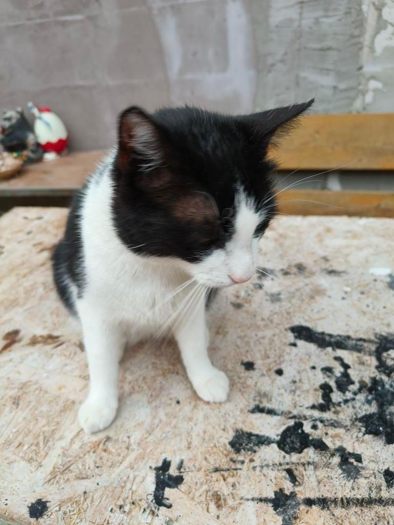 Tuxedo cat