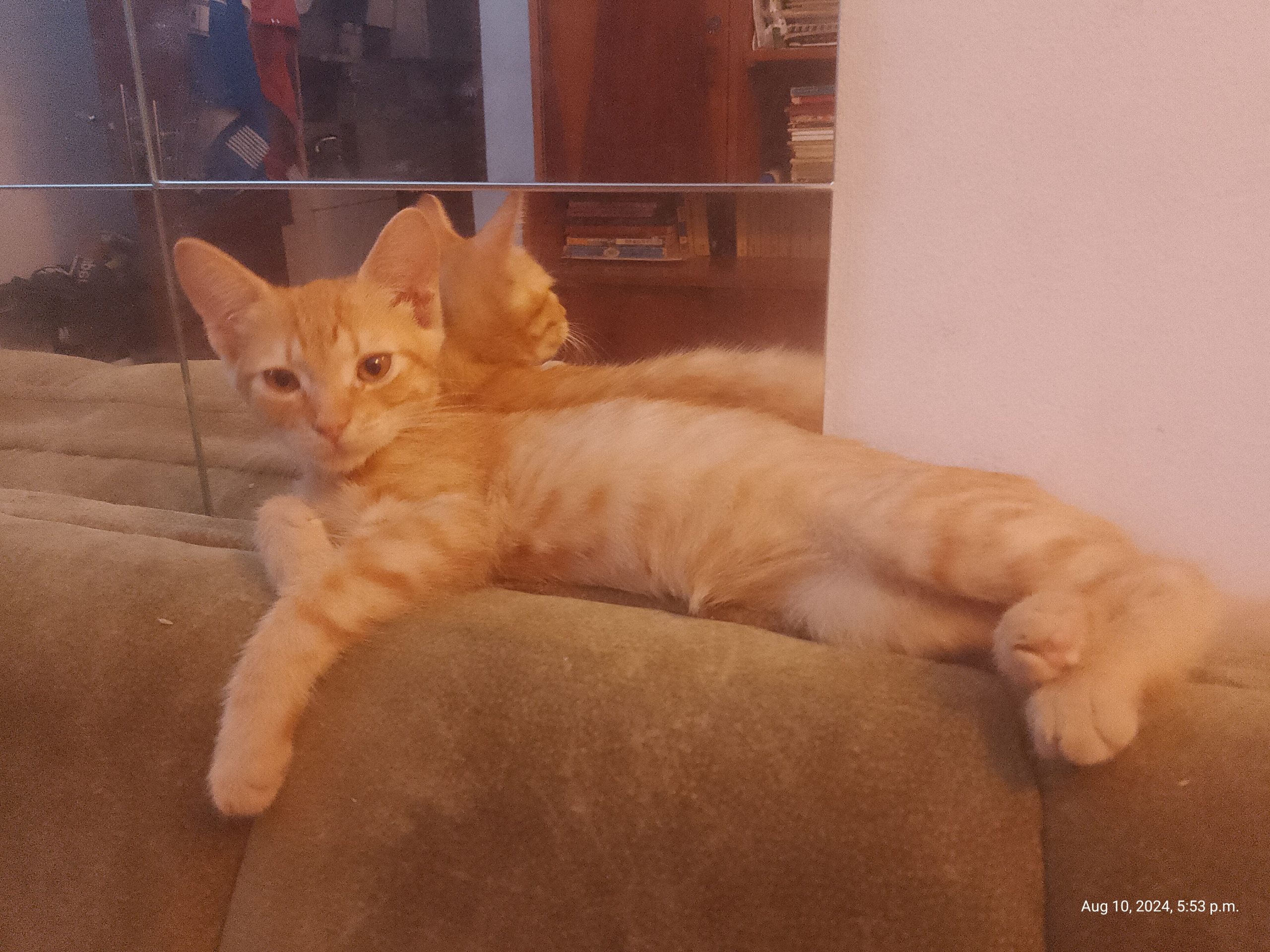 SuperCat Teuța