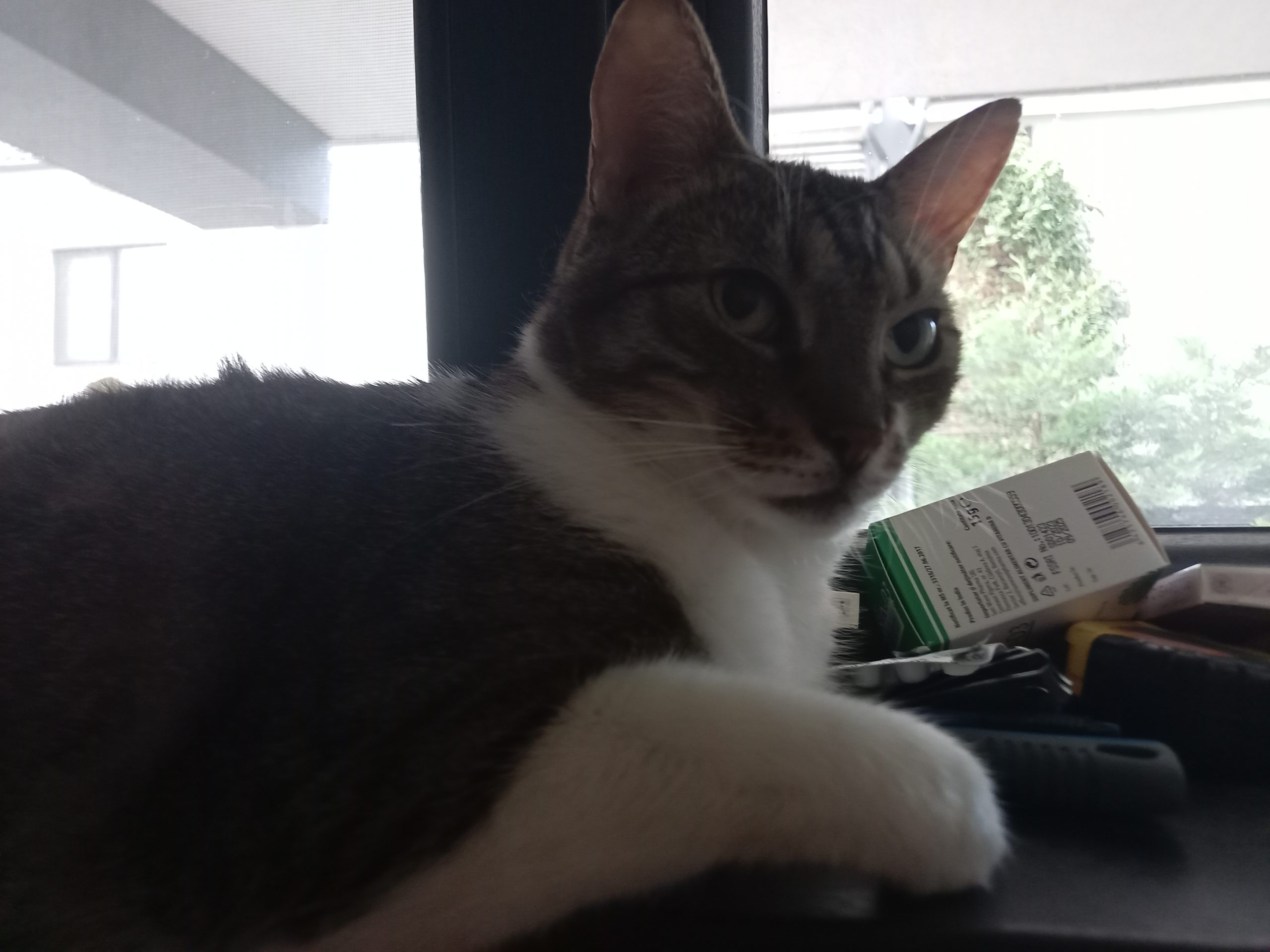 Mika