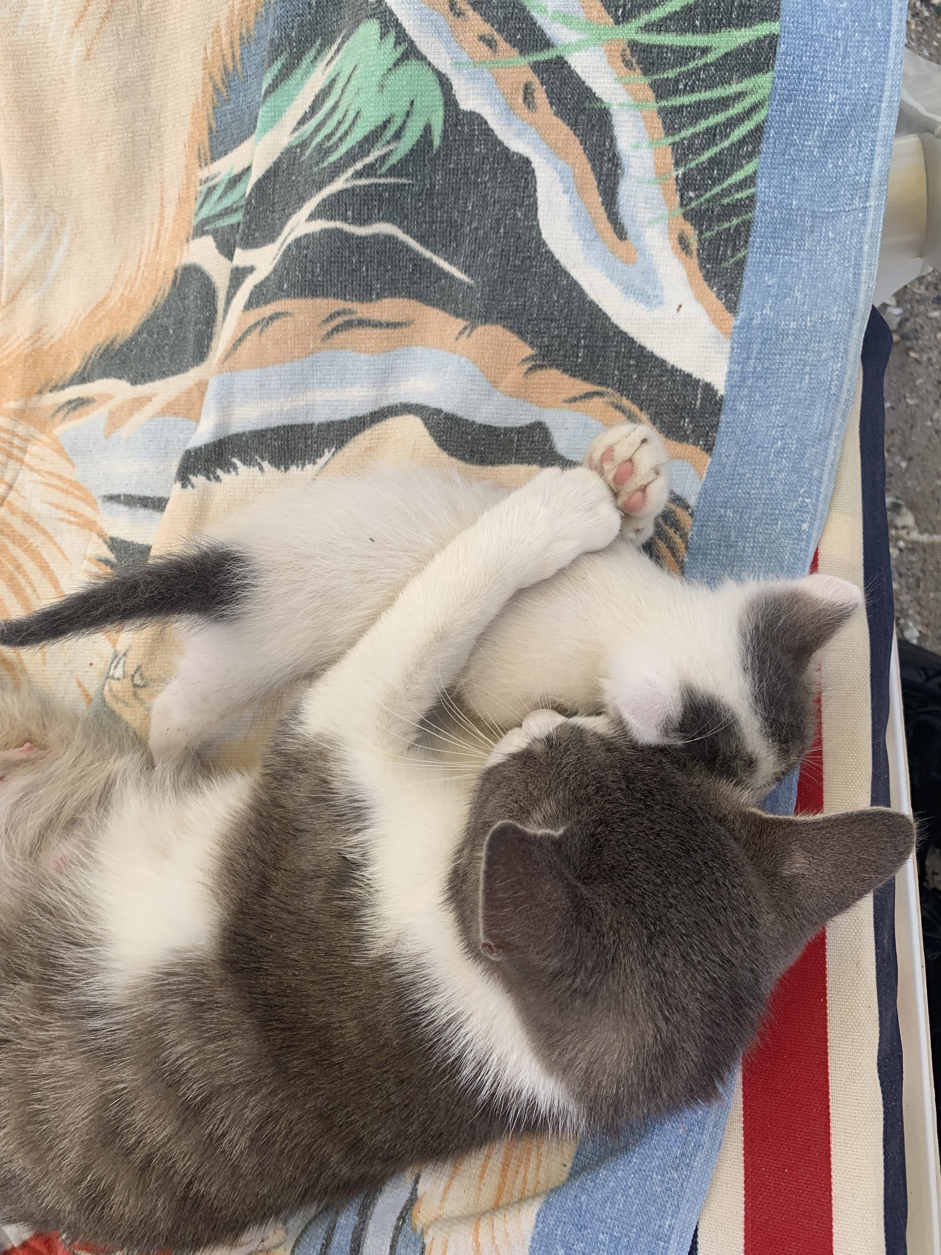 Foster urgent – mamica cu 2 pui