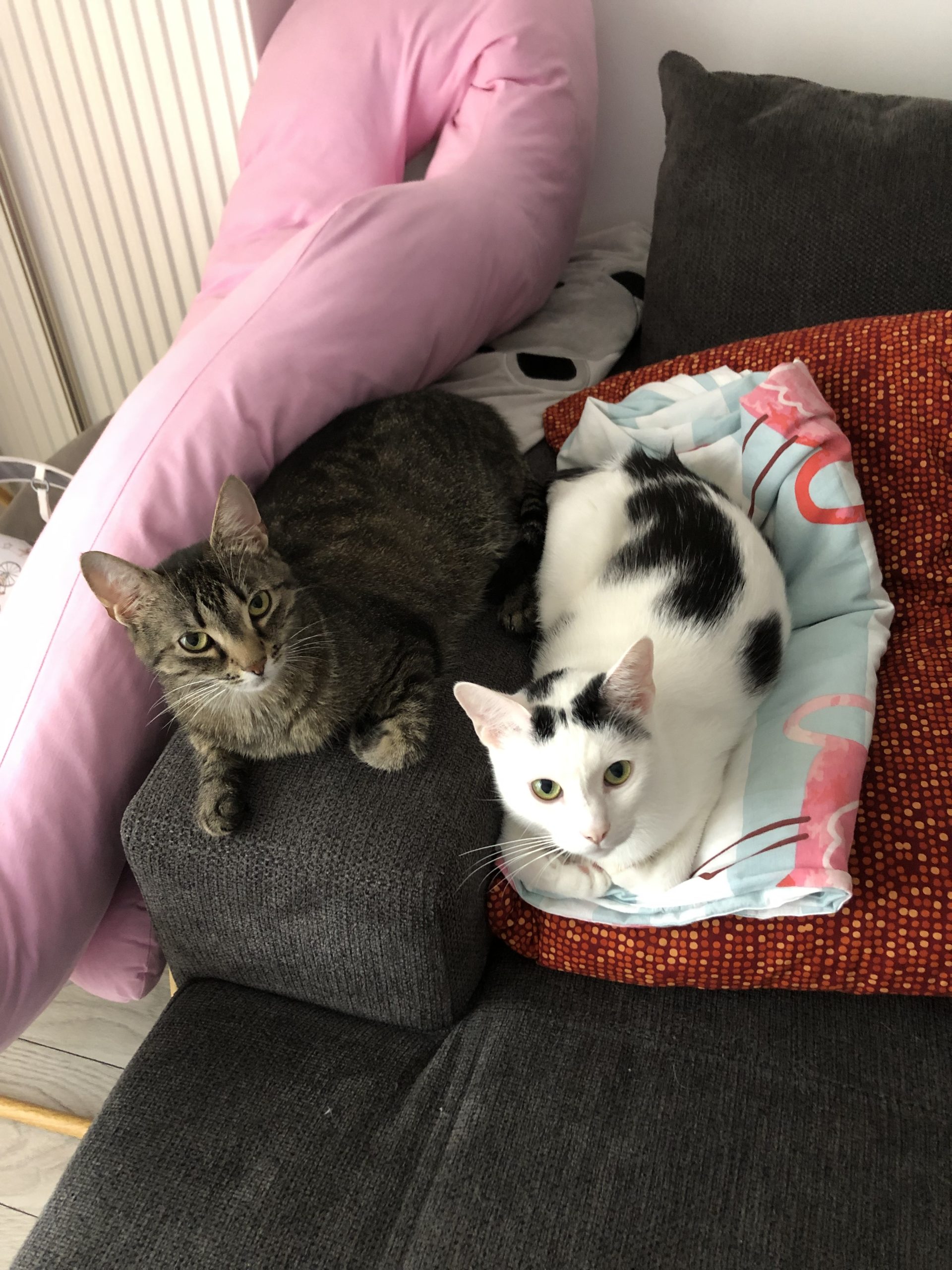 Tabita & Fifi