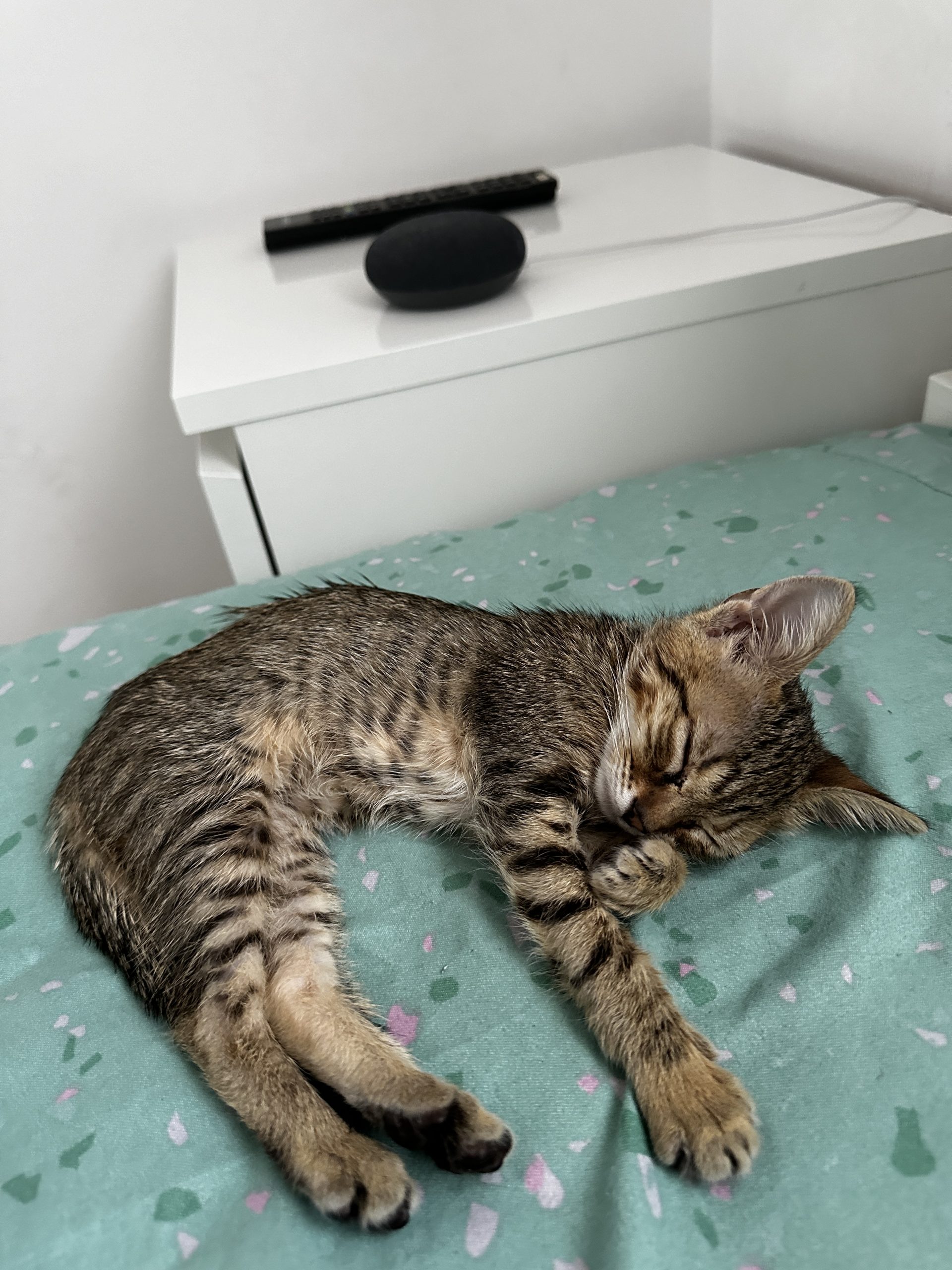 Mixi Caută o Casă Plină de Dragoste – Adopție Pisicuță