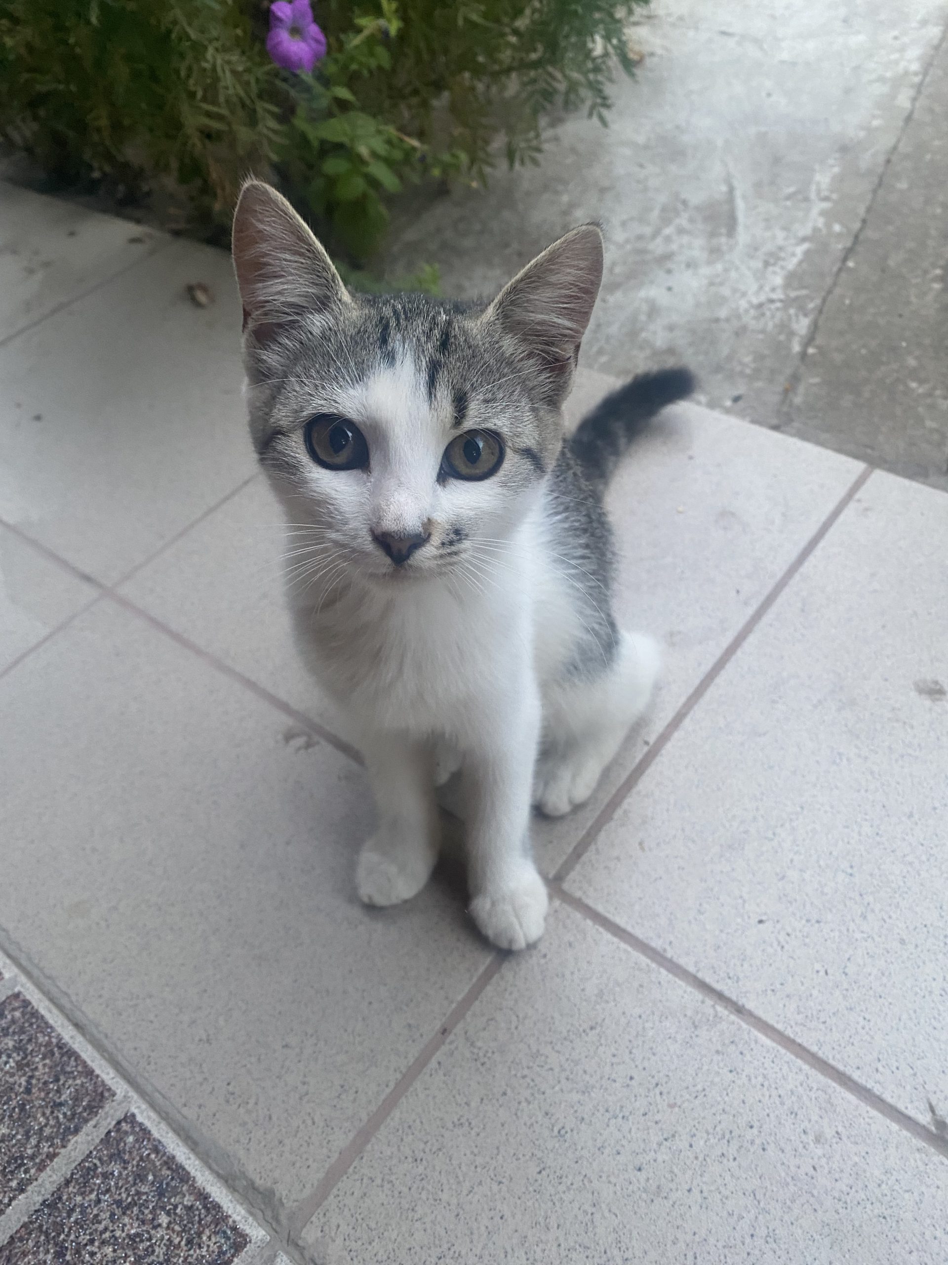 Oferim 3 Pisoi ( 5luni)