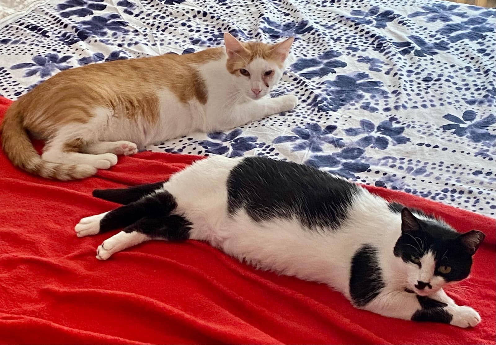 Violeta si Caramel – inseparabili