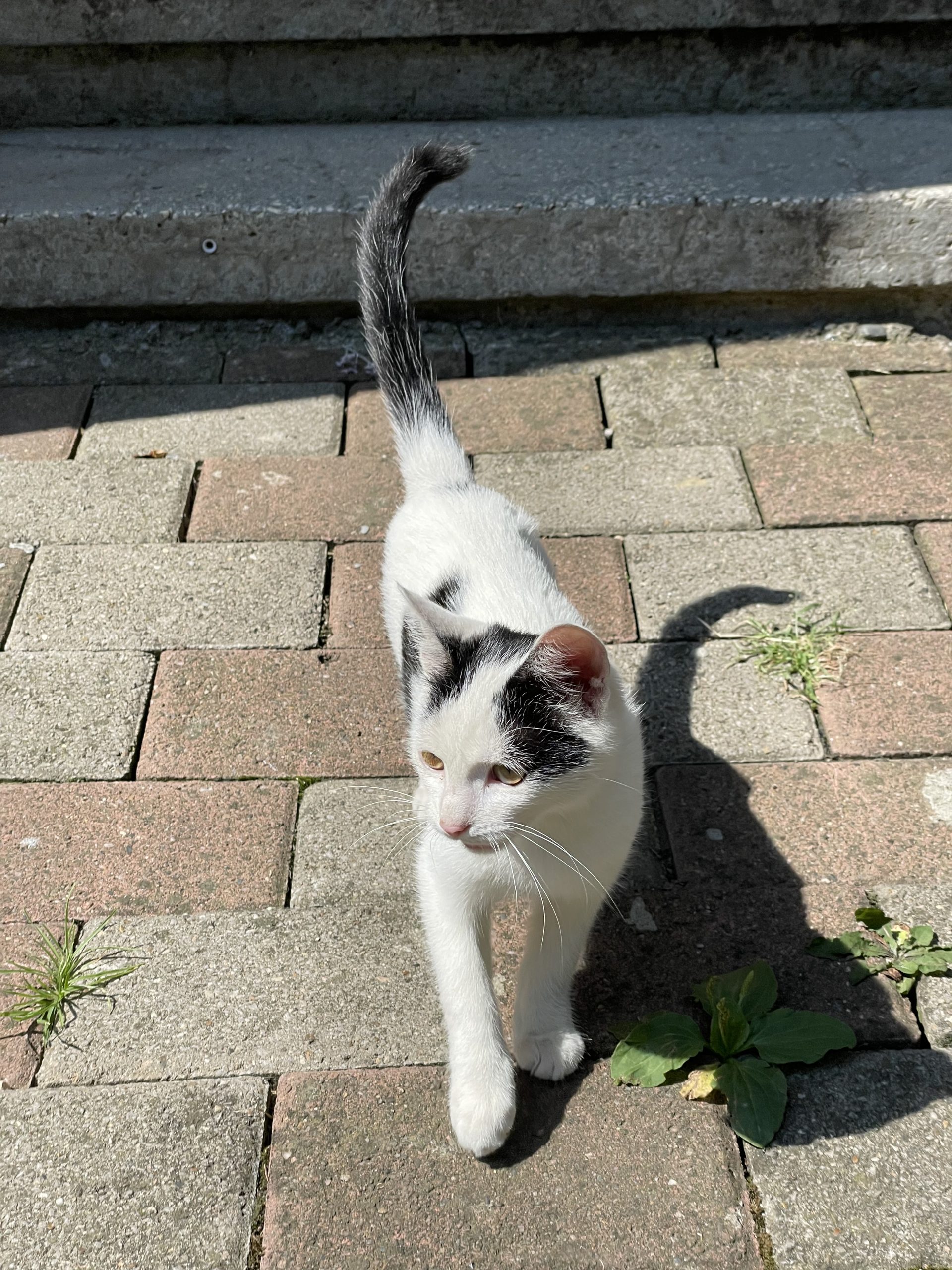 Alba 🐱 Pisicuta jucausa si sociabila de adoptat Piatra Neamt