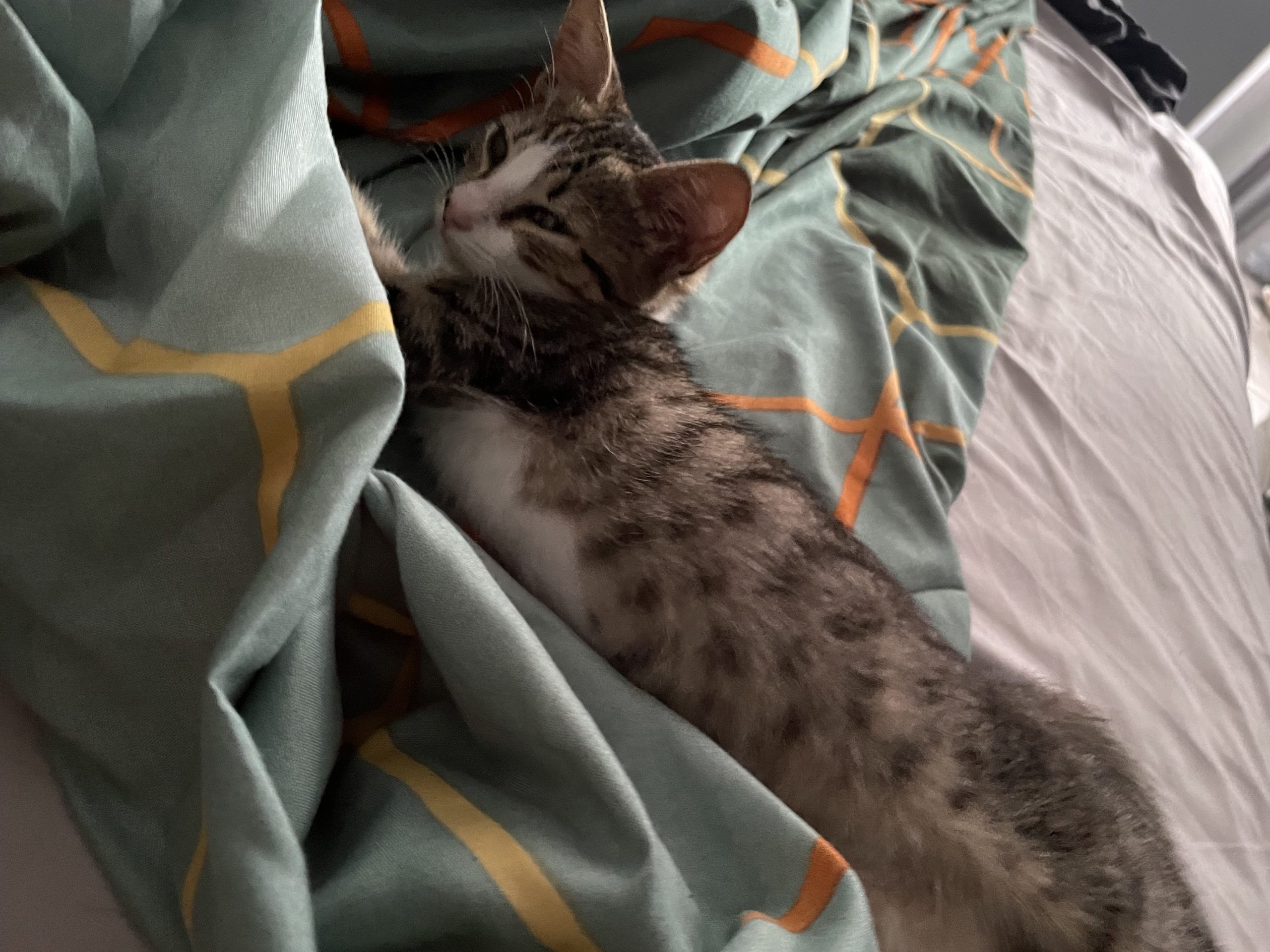 Ofer pisica spre adoptie