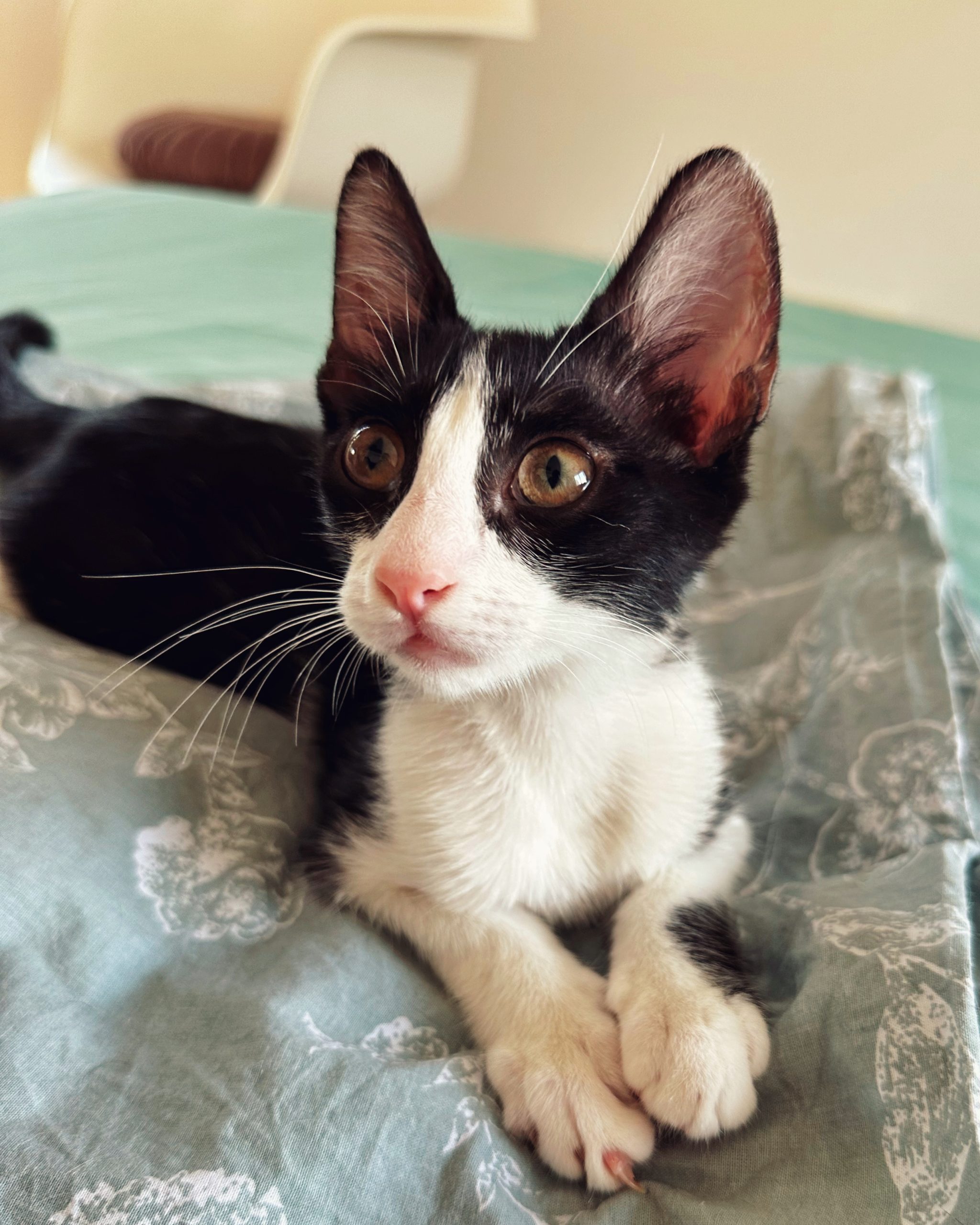 Adoptie pui pisica