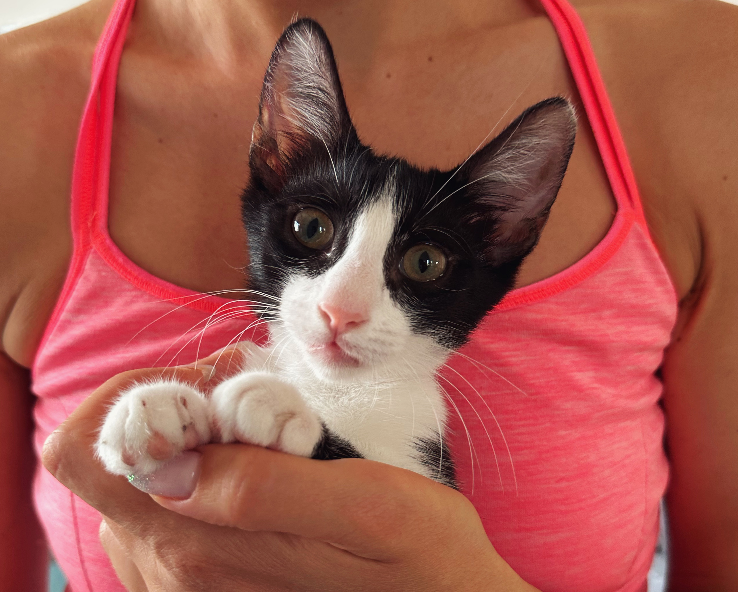 Adoptie pui pisica