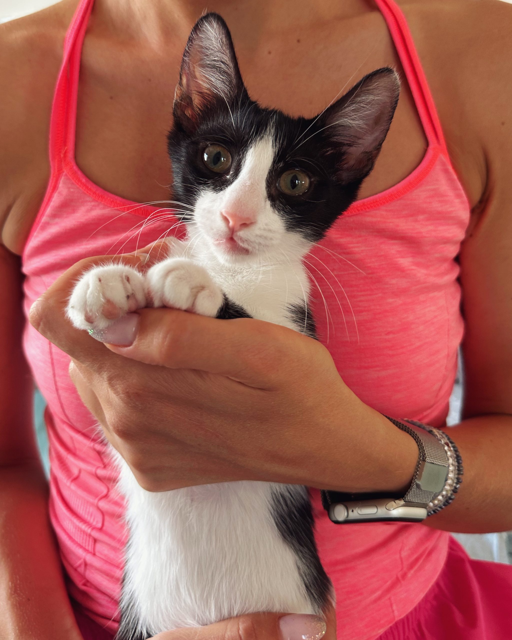 Adoptie pui pisica