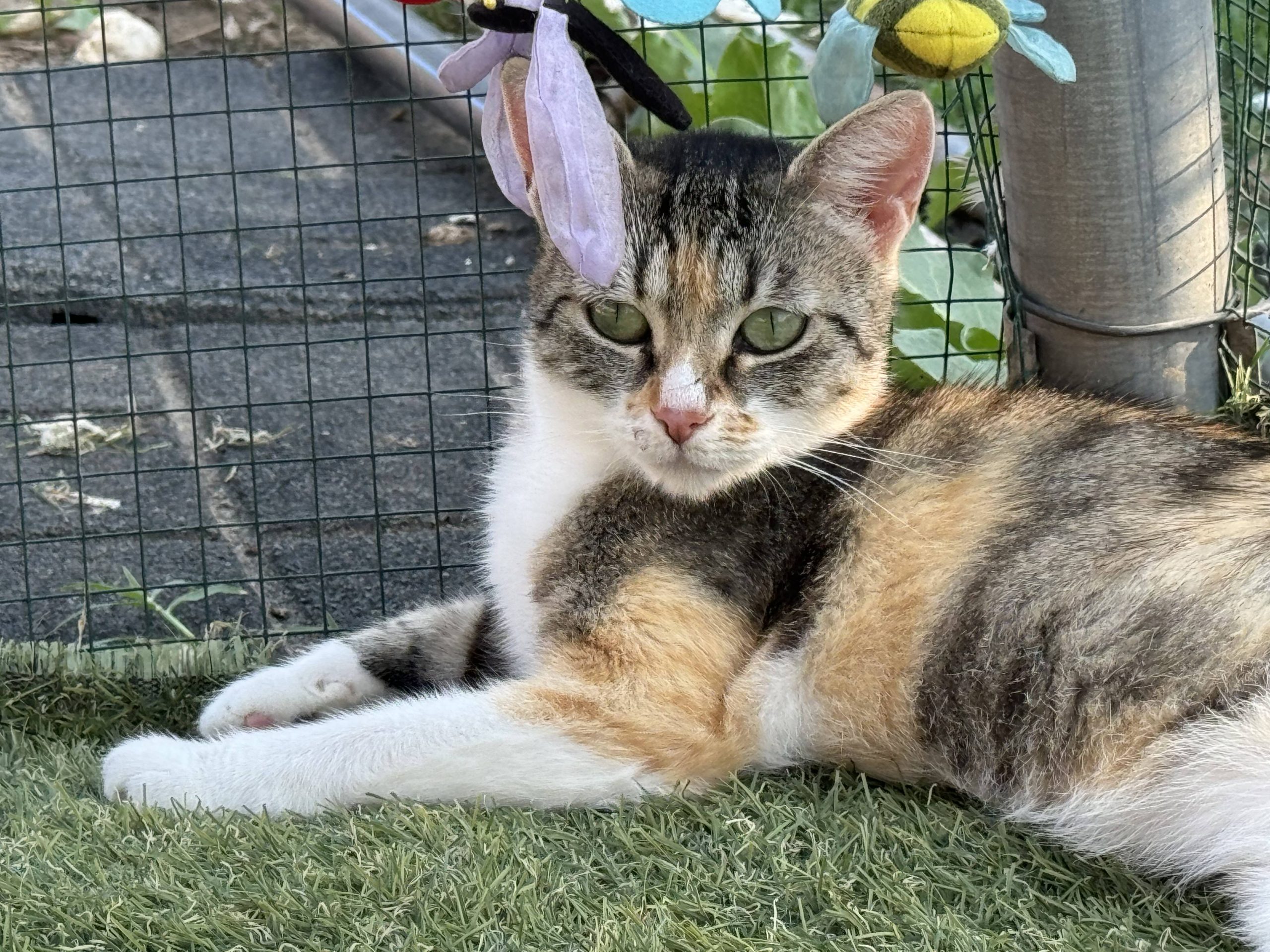 Ella