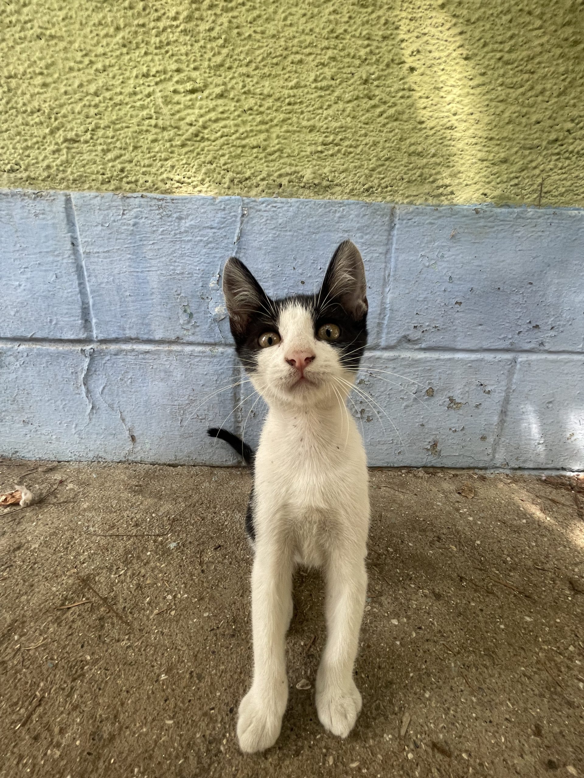 Trei pisoi spre adoptie