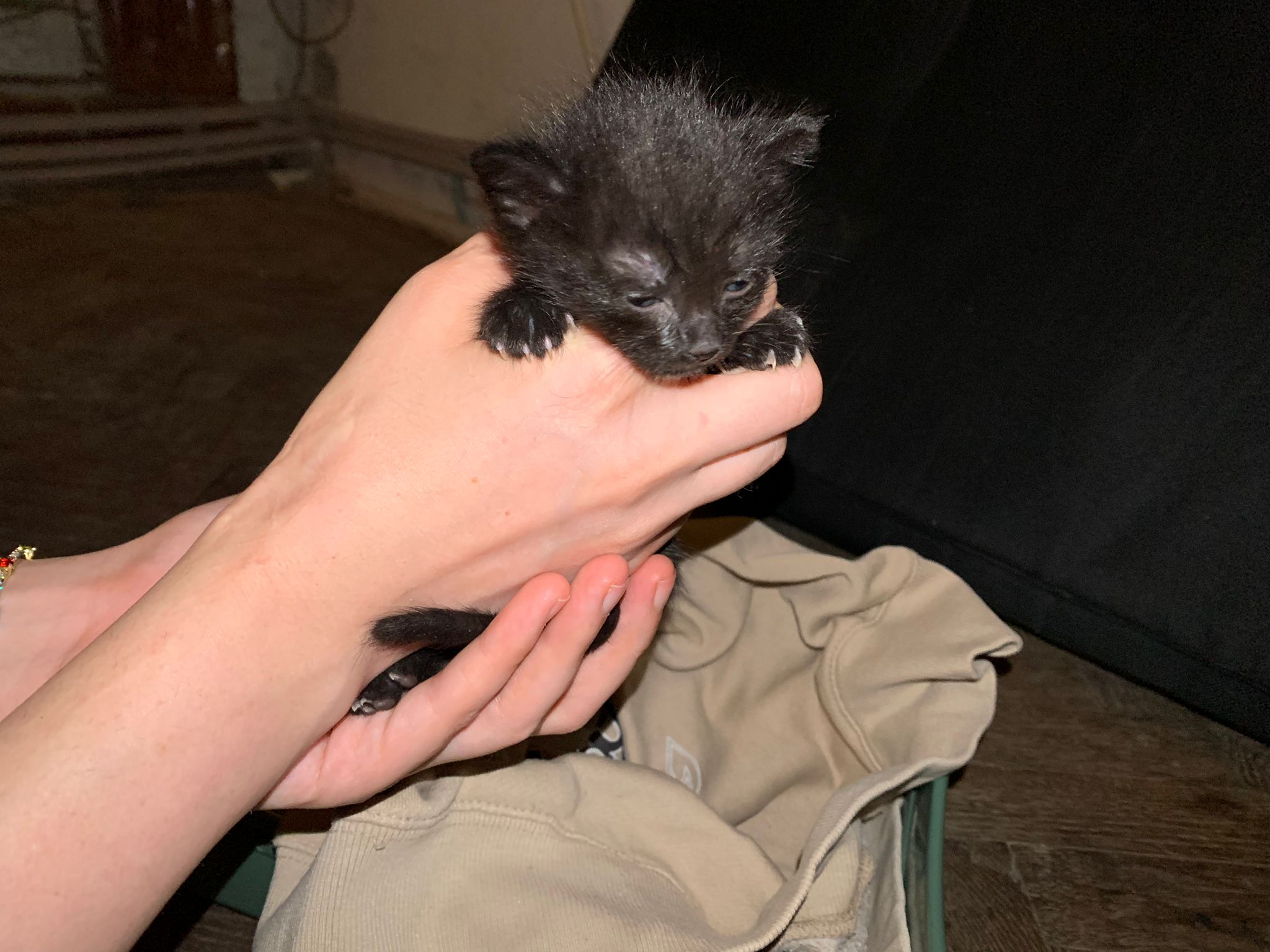 Joy, caută urgent o familie!!!