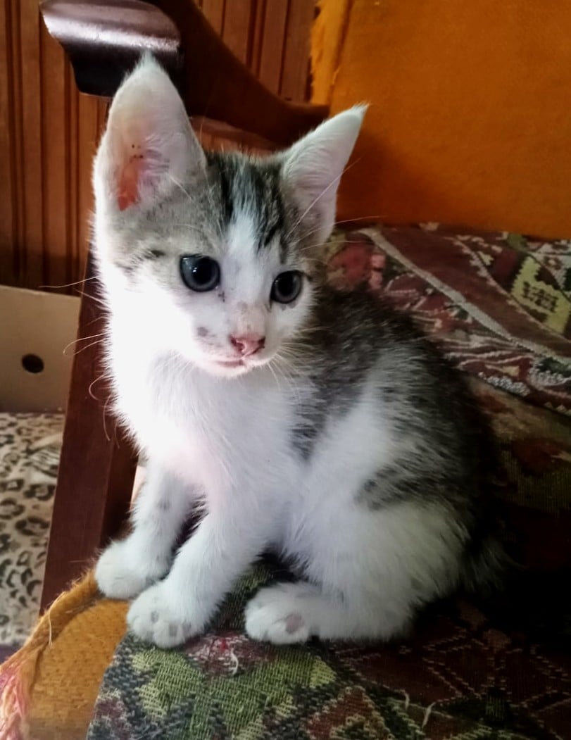 Adoptie pui pisica – fetita