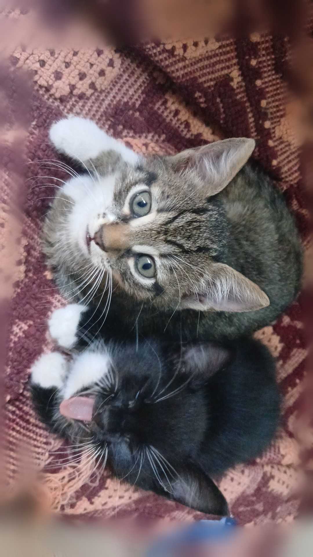 Dăm spre adopție 4 pui de pisică adorabili
