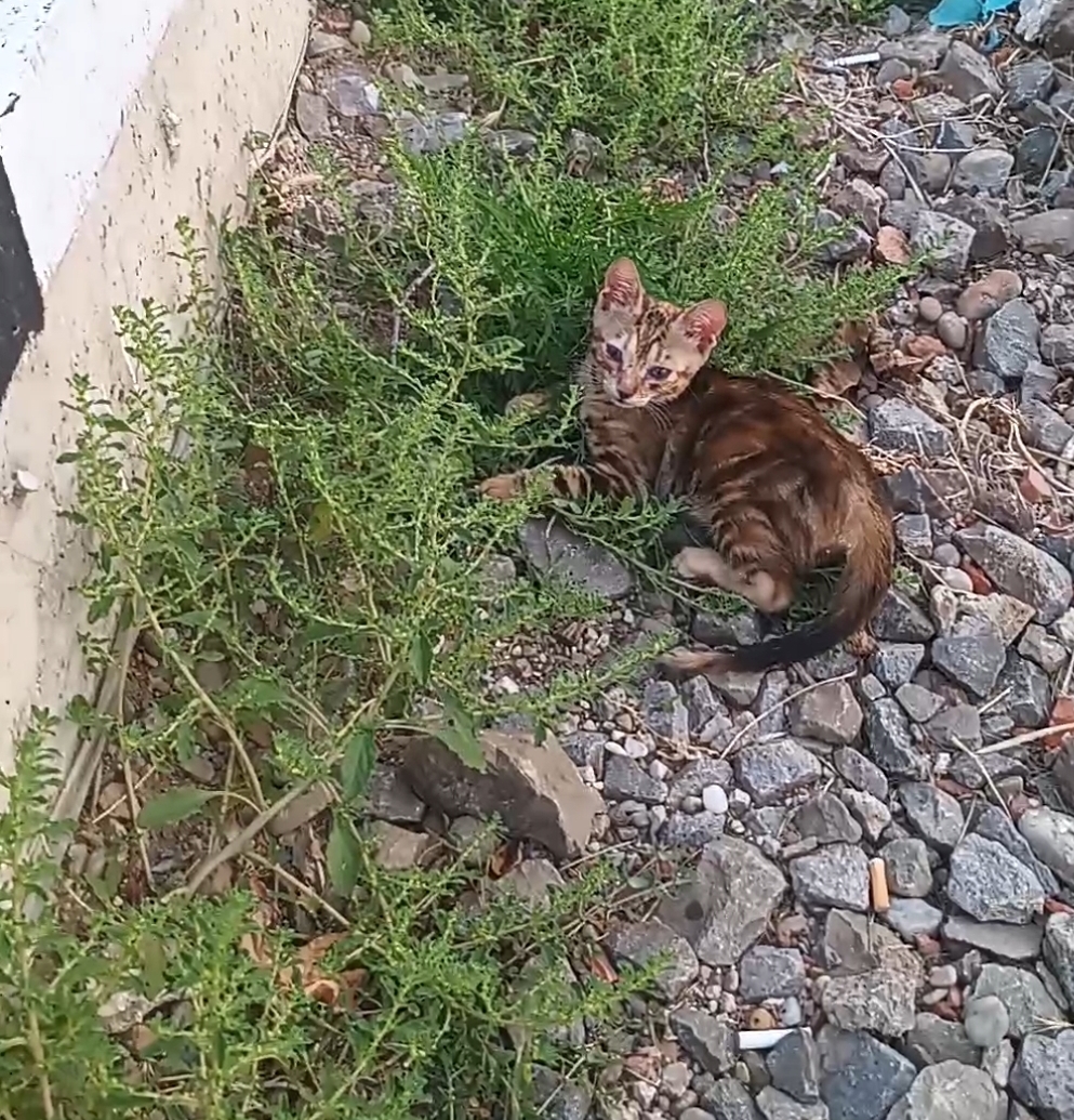 Dau spre adoptie pui pisica, femela