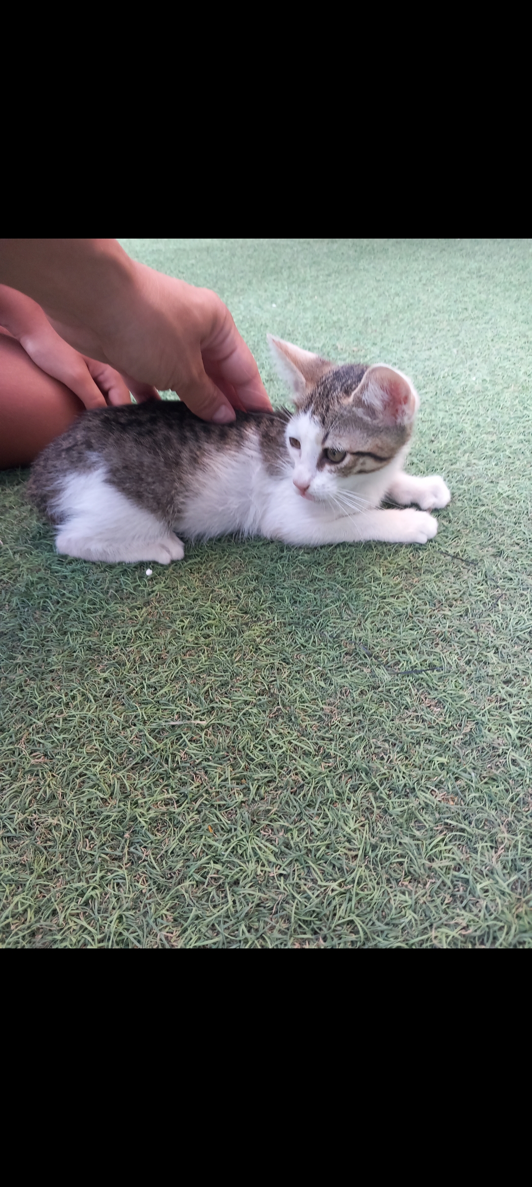 Adopție pui de pisica