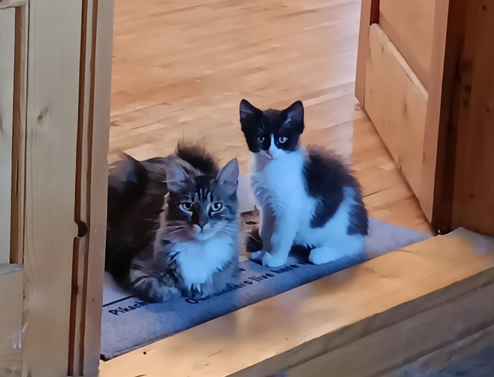 Motanel si mamica pufosi pentru adoptie