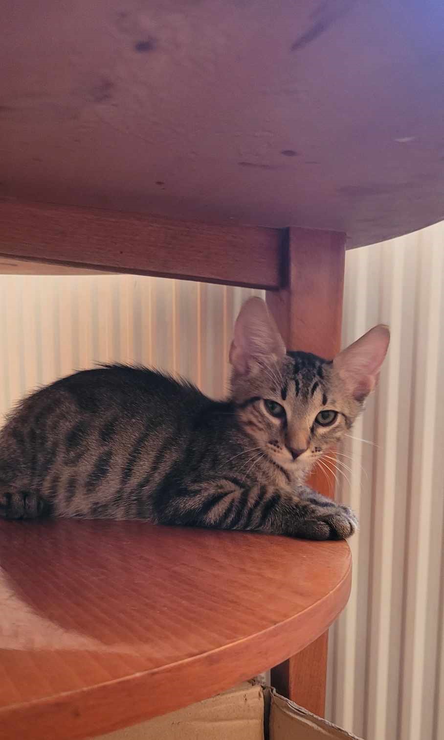 Motanel adorabil 3 luni