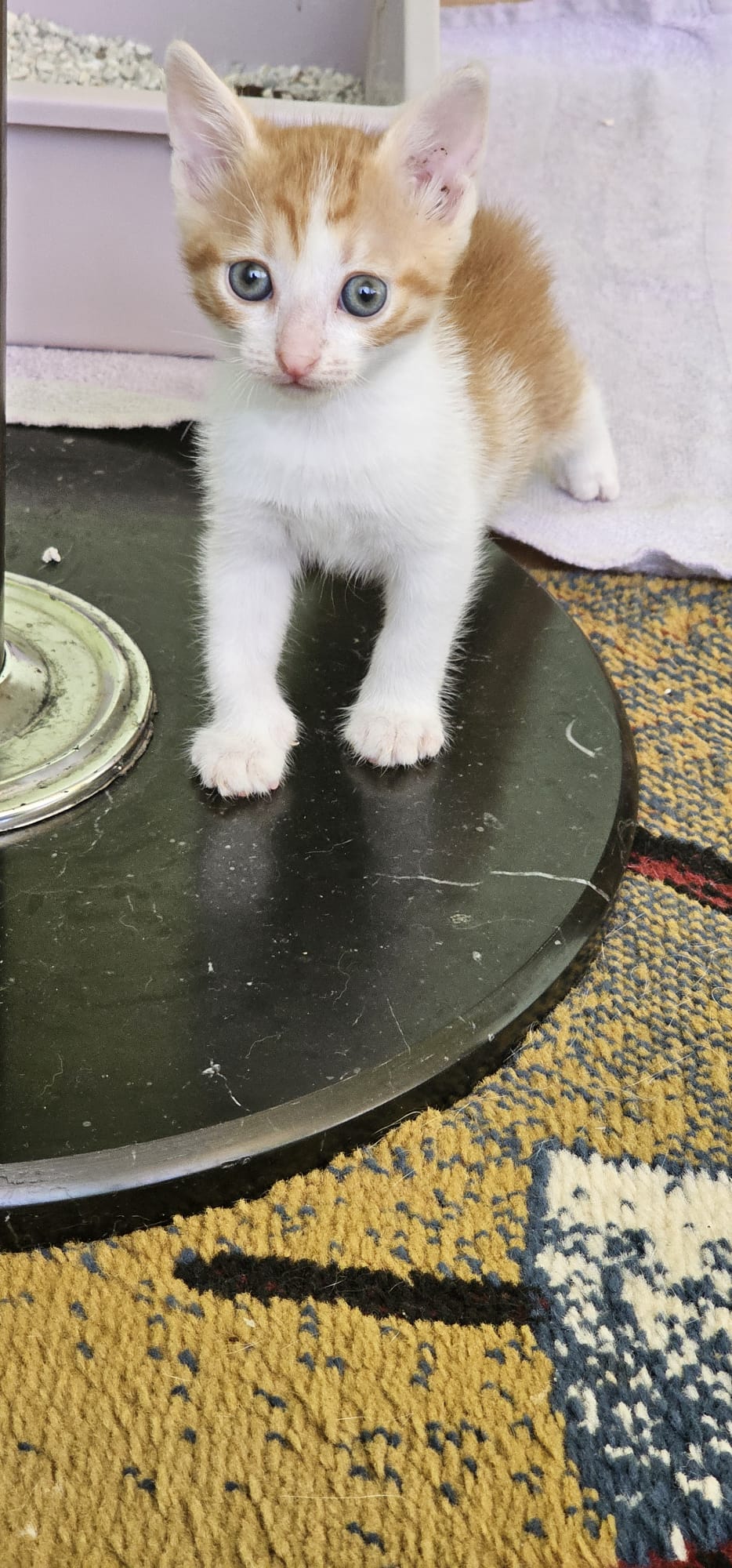 Pisicuti pentru adoptie