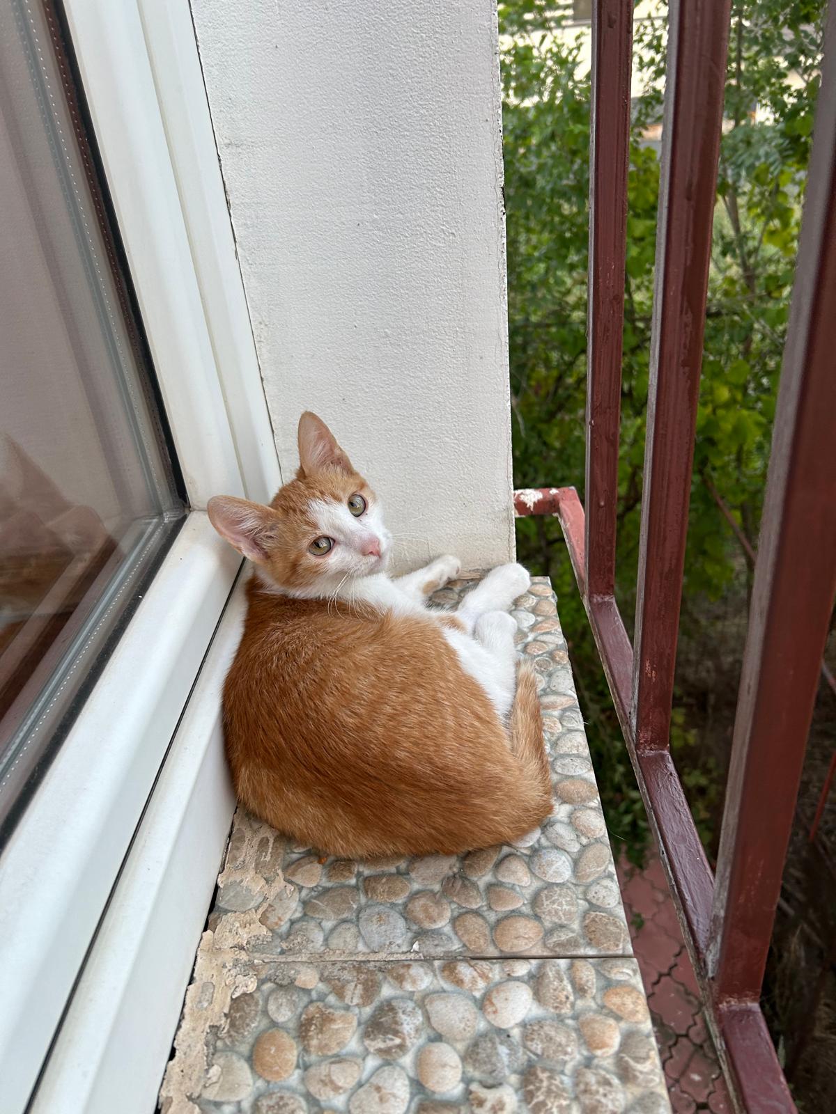 Pisoi de 4 luni pentru adoptie